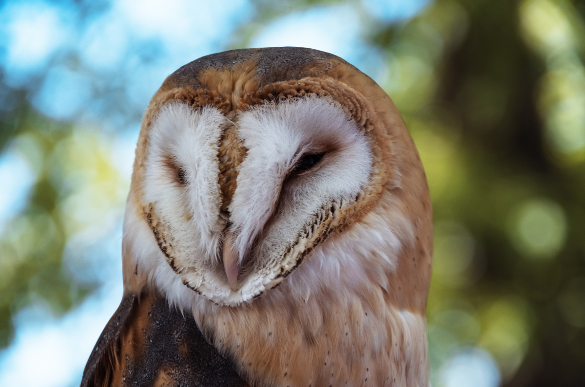 猫头鹰的耳朵有什么特别之处?