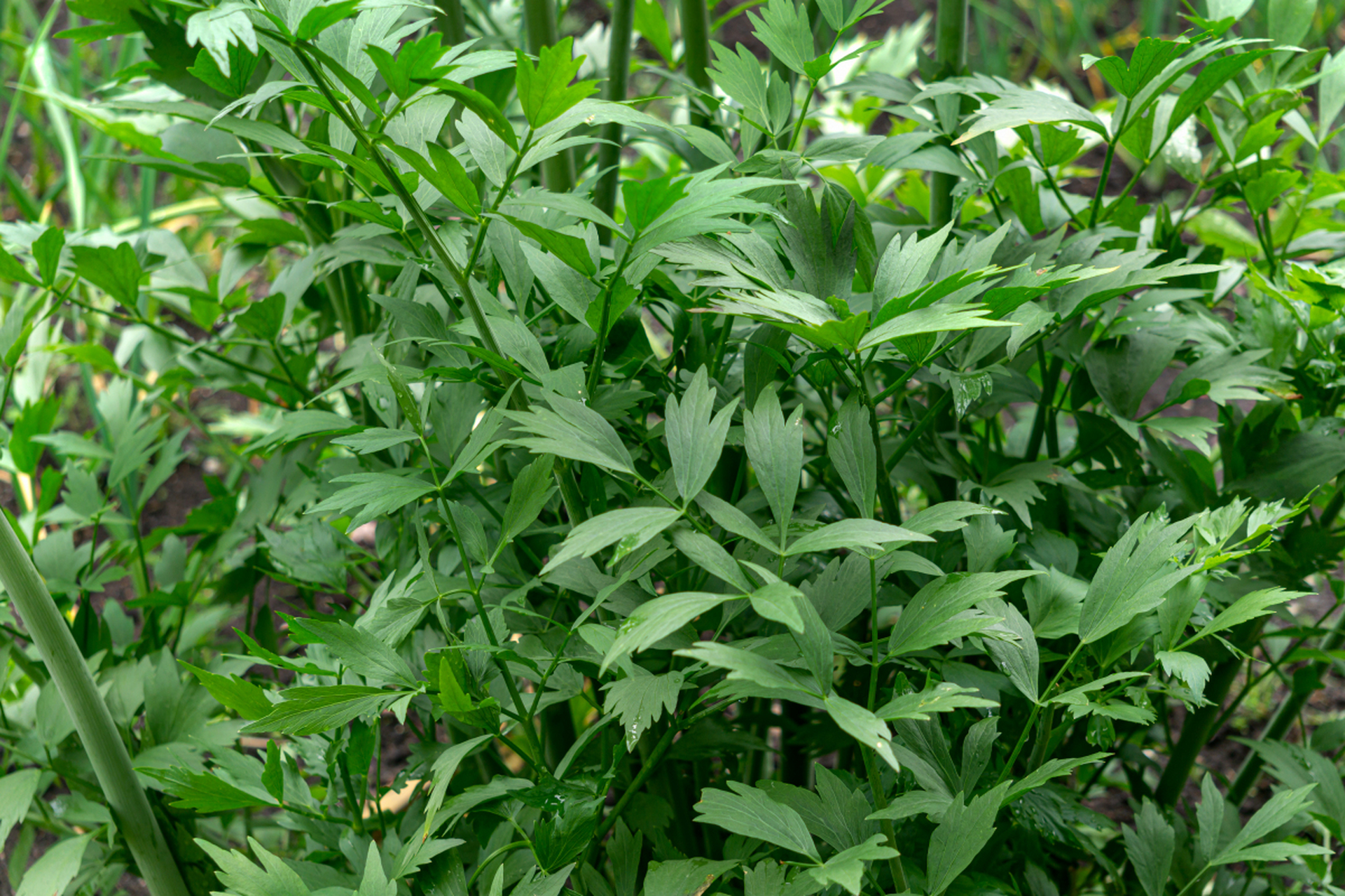 广东大叶青的奋斗精神和无限魅力值得点赞.[原文:广东大叶青:一片叶