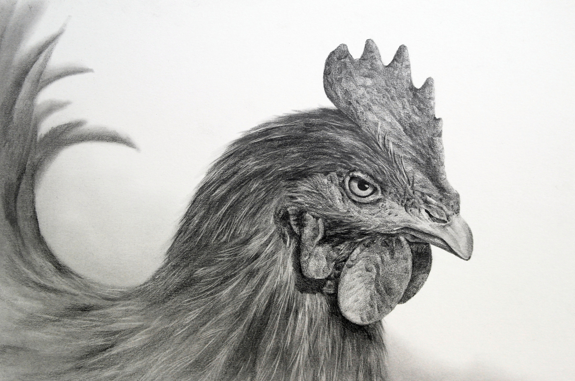 新手扶苗计划# 仔细观察,你会惊讶的发现,图片里居然是一只公鸡 不