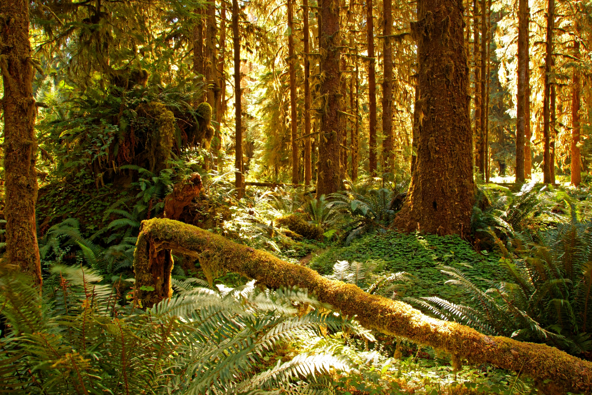 在高高的大兴安岭上,桦树丛生,勤劳的鄂伦春人没有辜负大自然的馈赠
