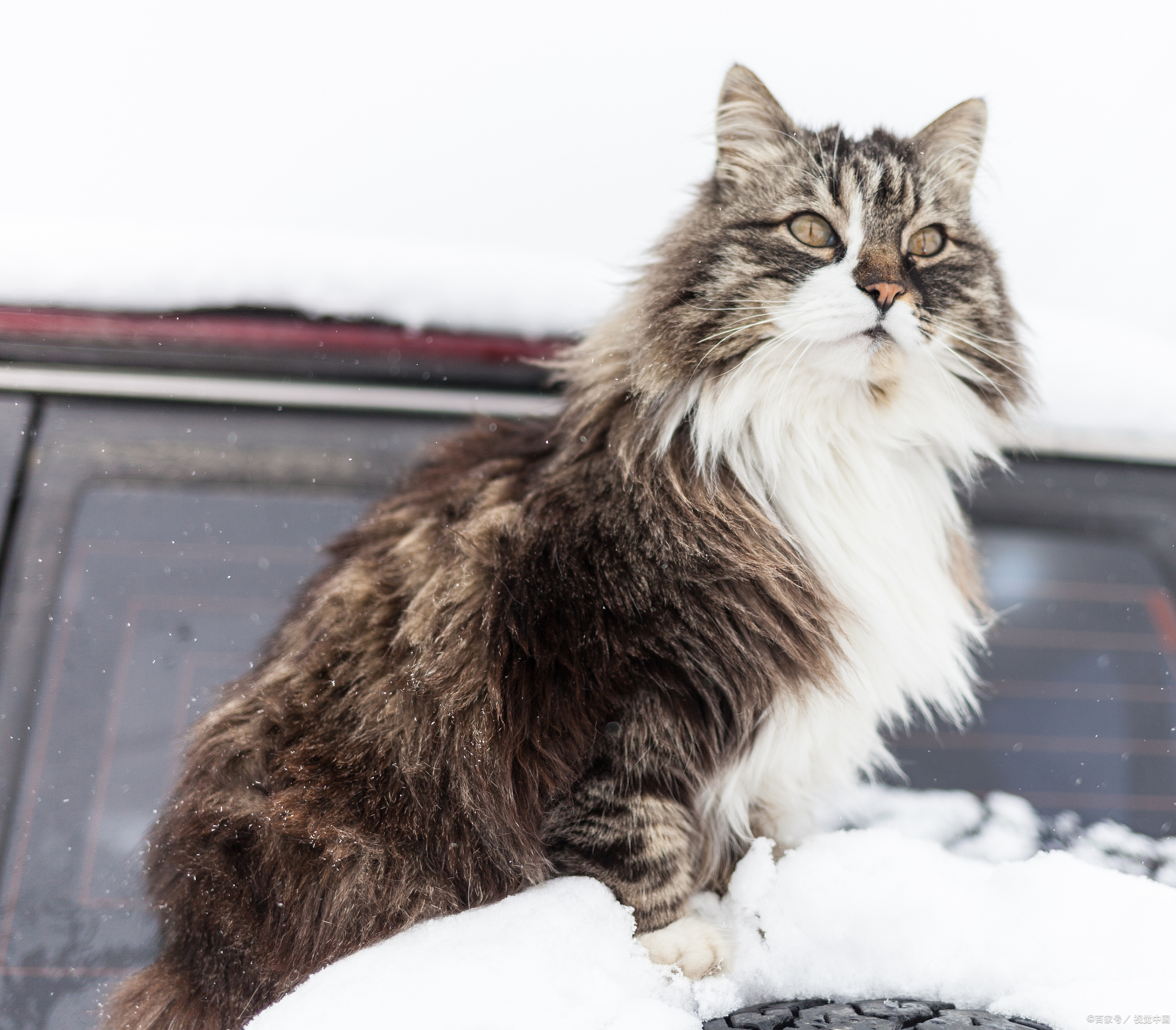 标准的四蹄踏雪猫图片图片