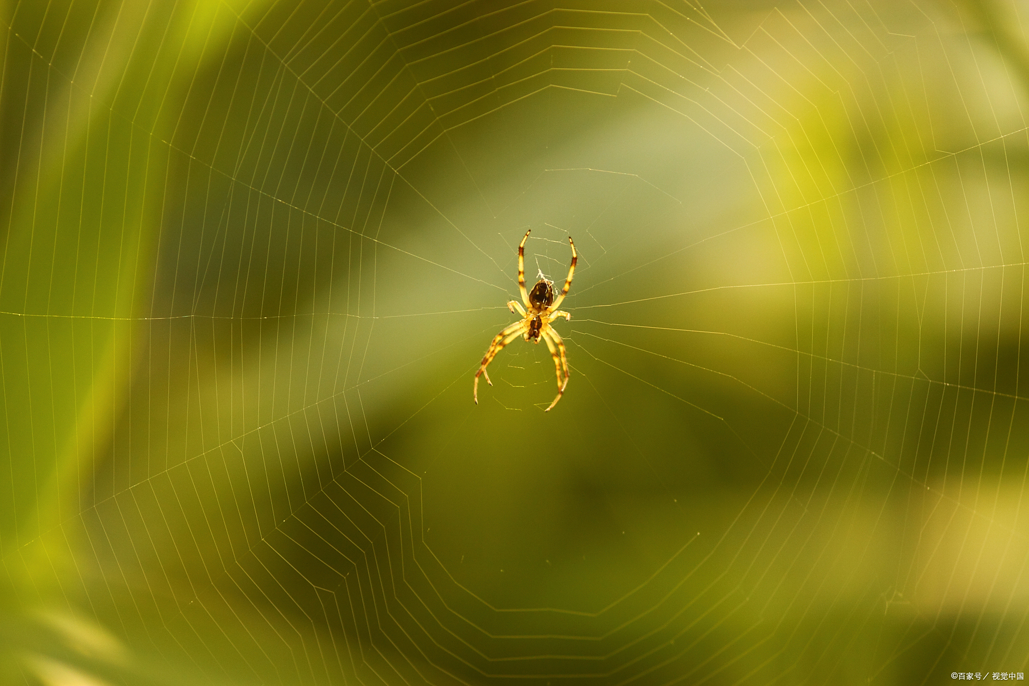蜘蛛为什么要织网