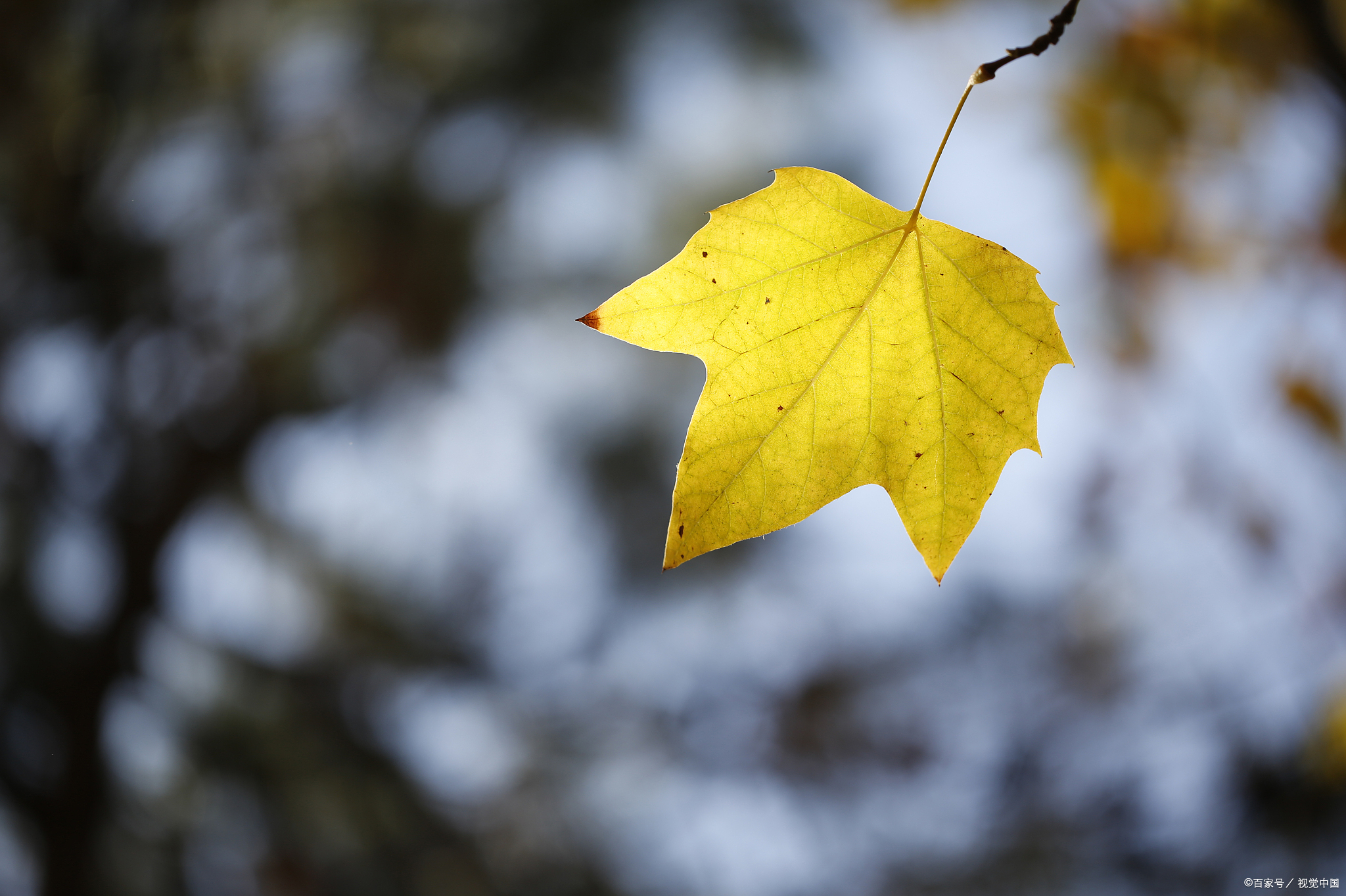 秋风吹,落叶黄,谁的相思在弦上忧伤,谁的深情一望再望
