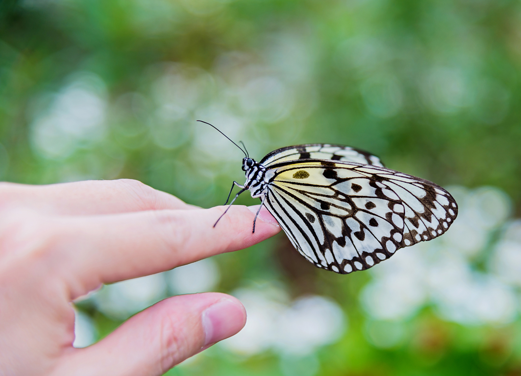 傍晚的蝴蝶,轻落在我指尖跳舞,又离去了.