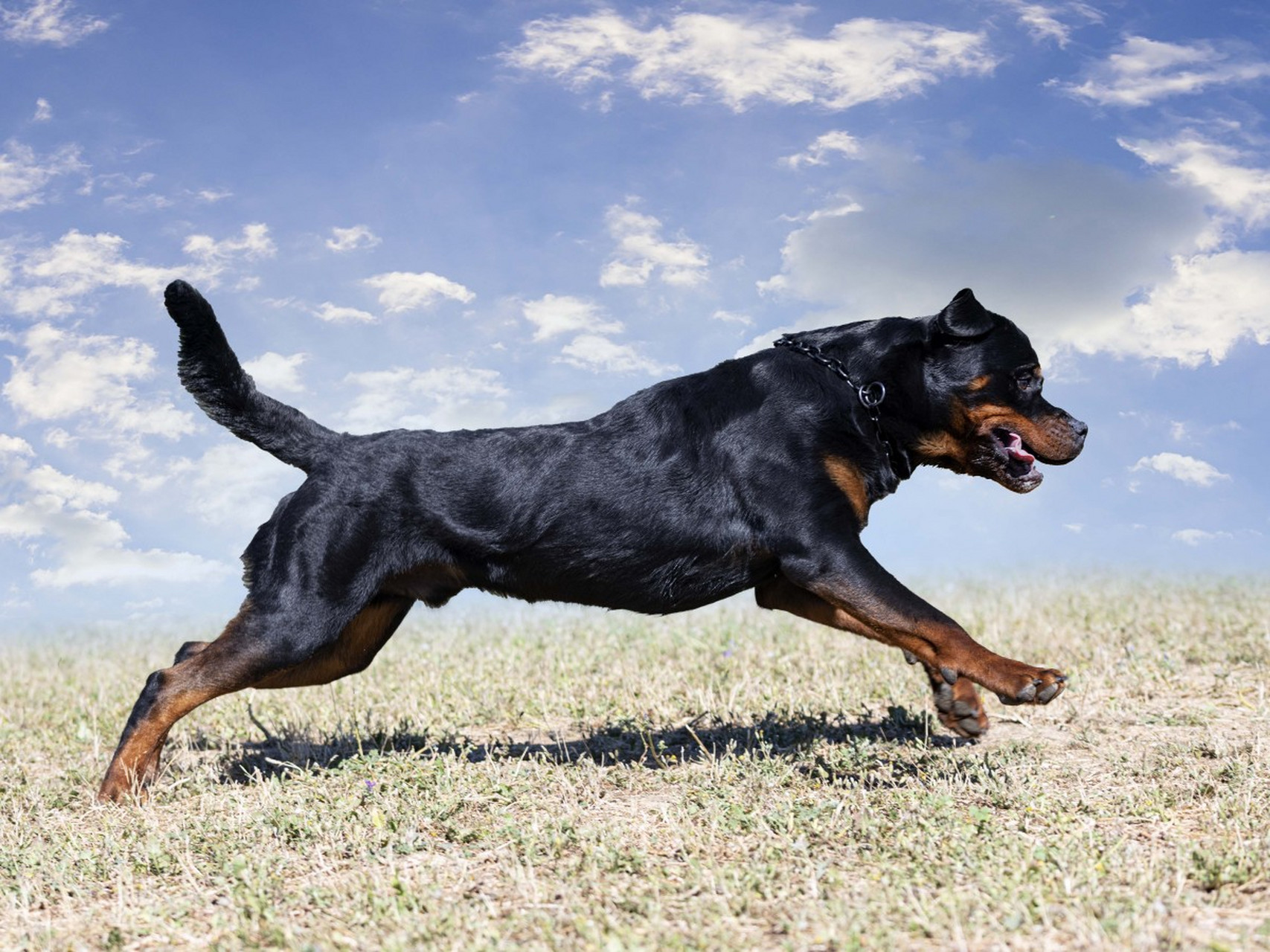 比特犬,忠诚又勇猛的小战士!但别忘了它们也有情绪哦.