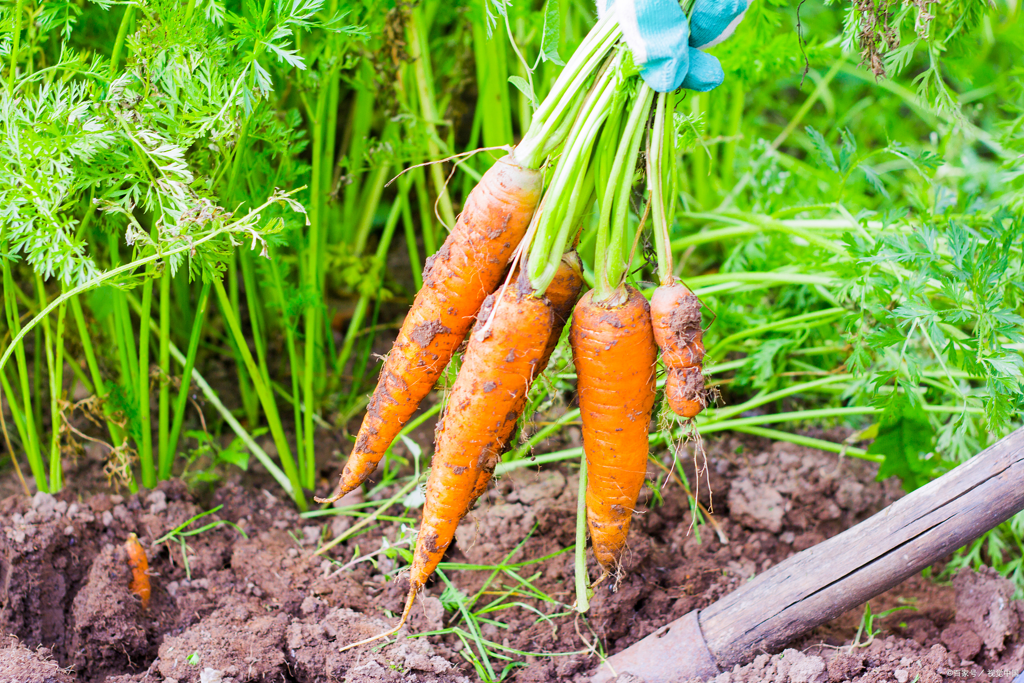 说到胡萝胡萝卜露头图片生长在地里的胡萝卜图片胡萝卜菜园图弃胡
