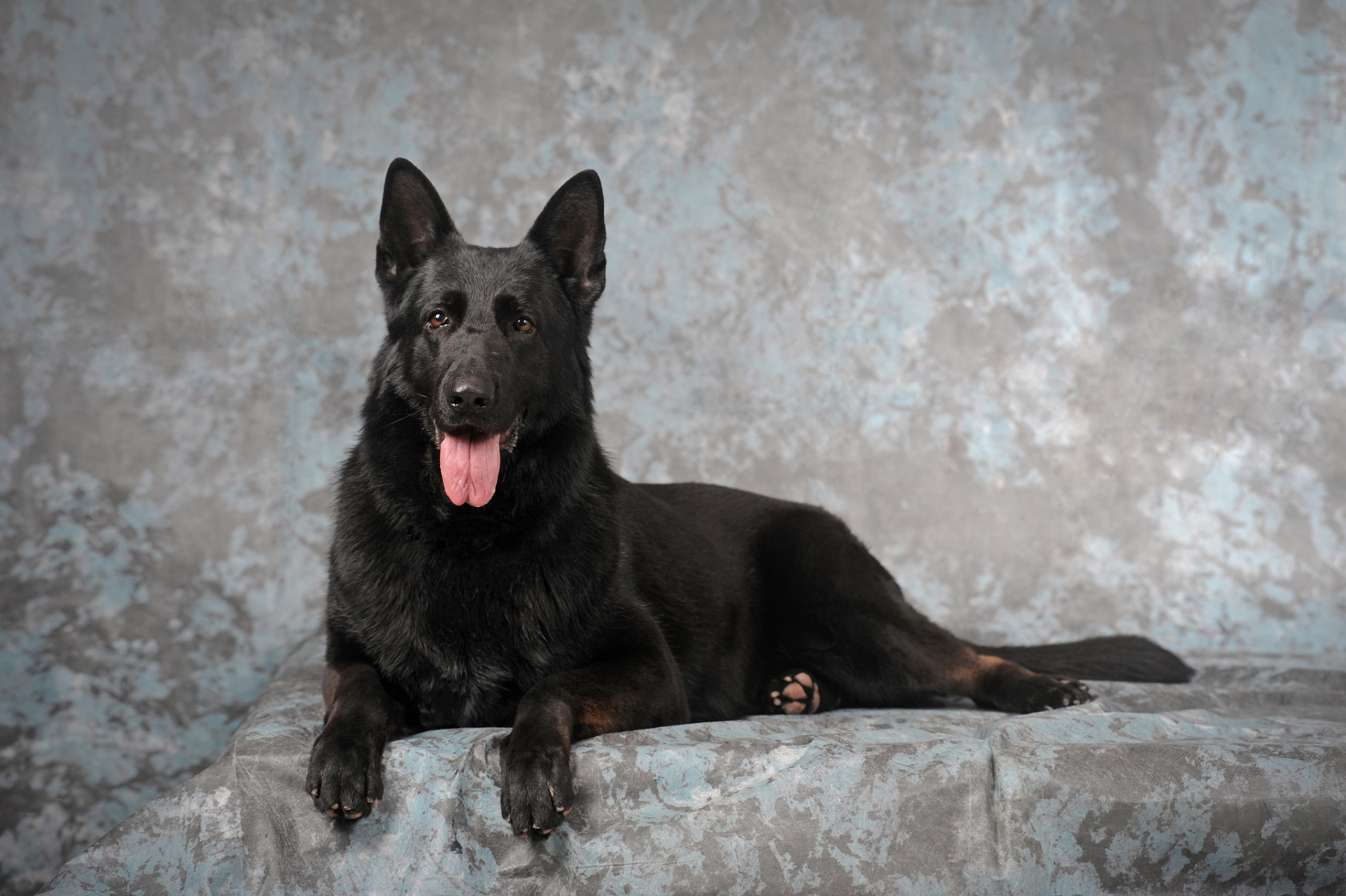 东德牧羊犬 东德牧羊犬的训练课程其实是很简单的.