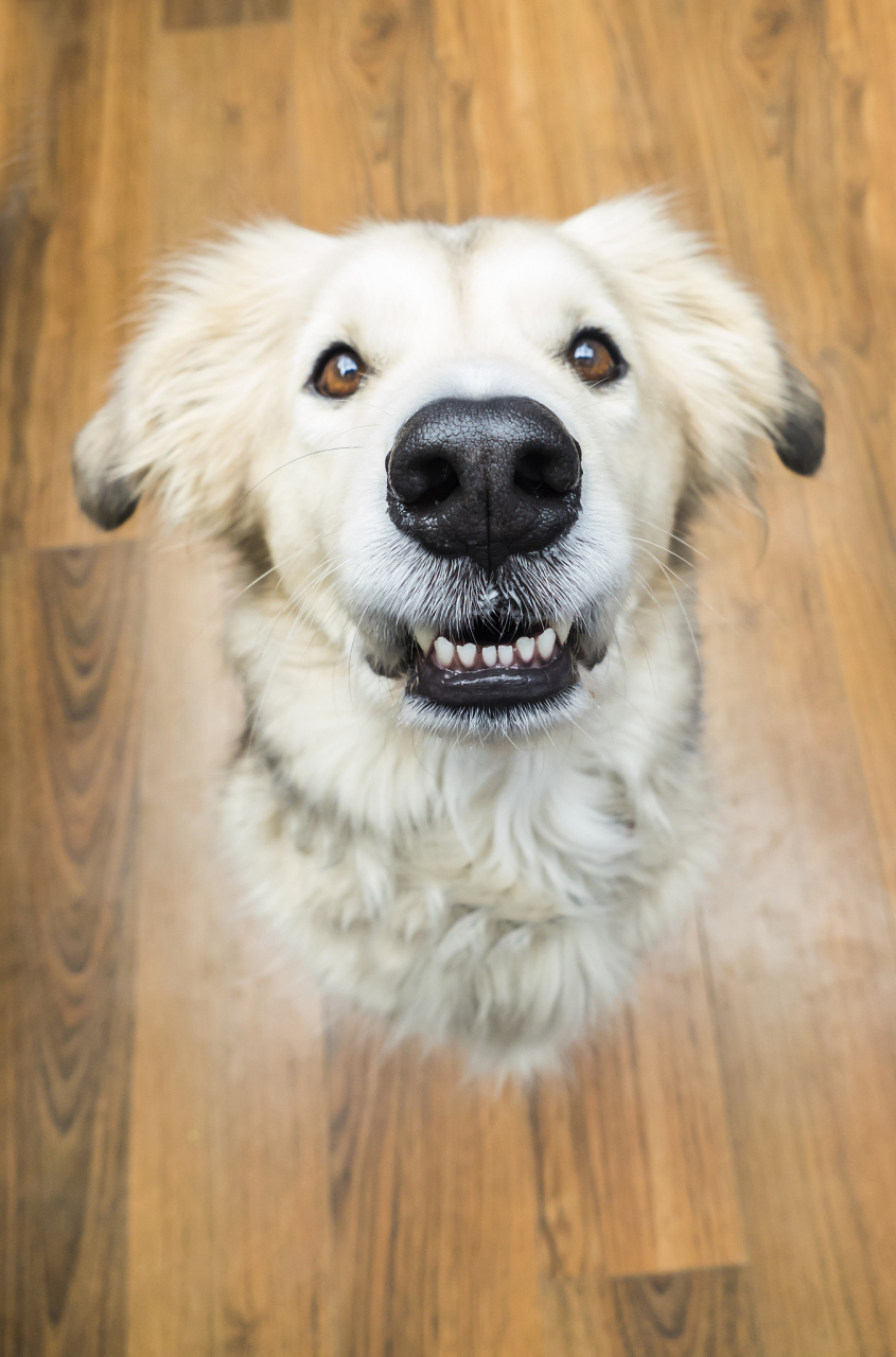 狗狗治愈系的笑容能赶走生活中的很多阴霾 愿你每天都在狗狗得笑容中