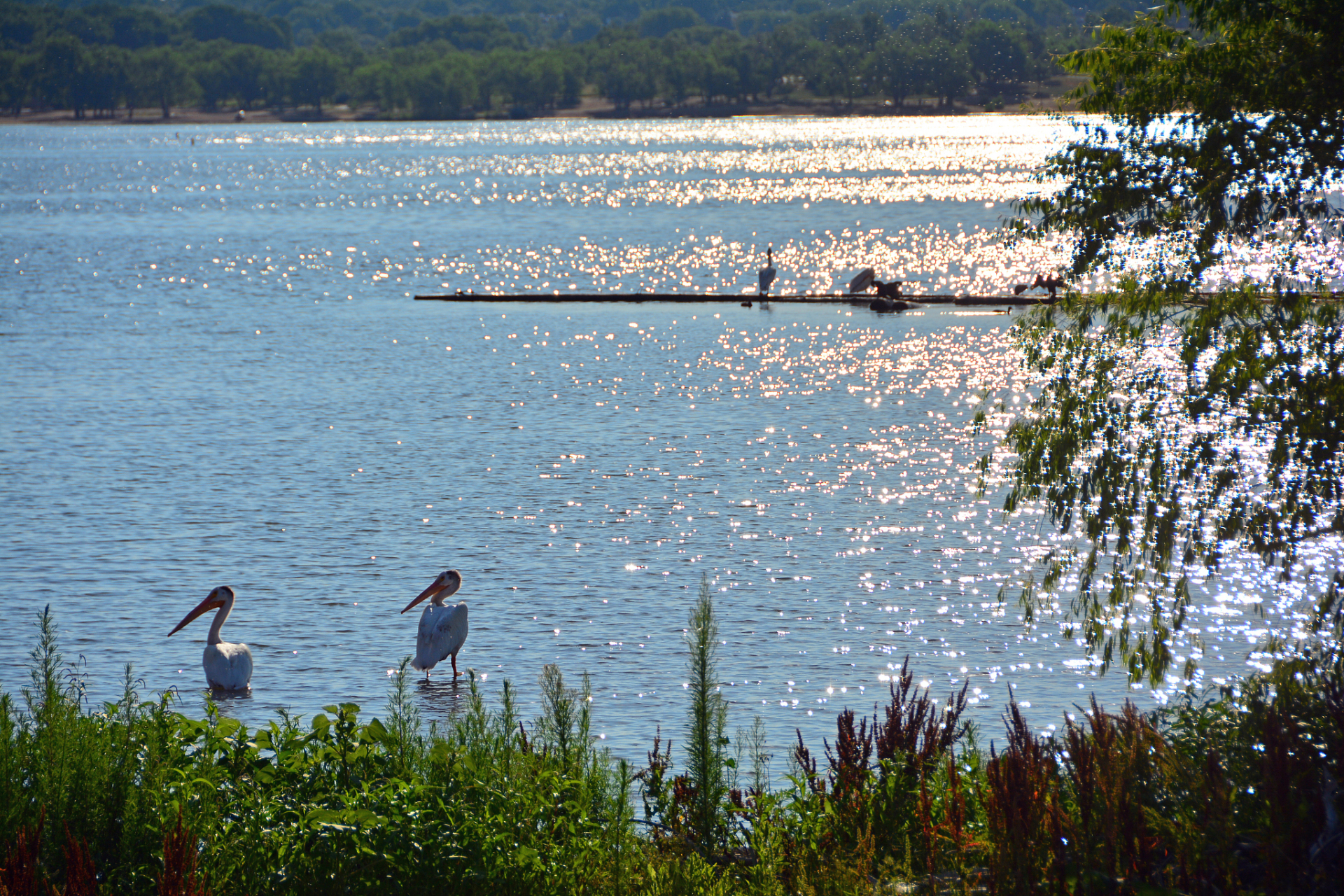 跨年创作挑战赛#  贵州威宁草海旅游景点介绍?