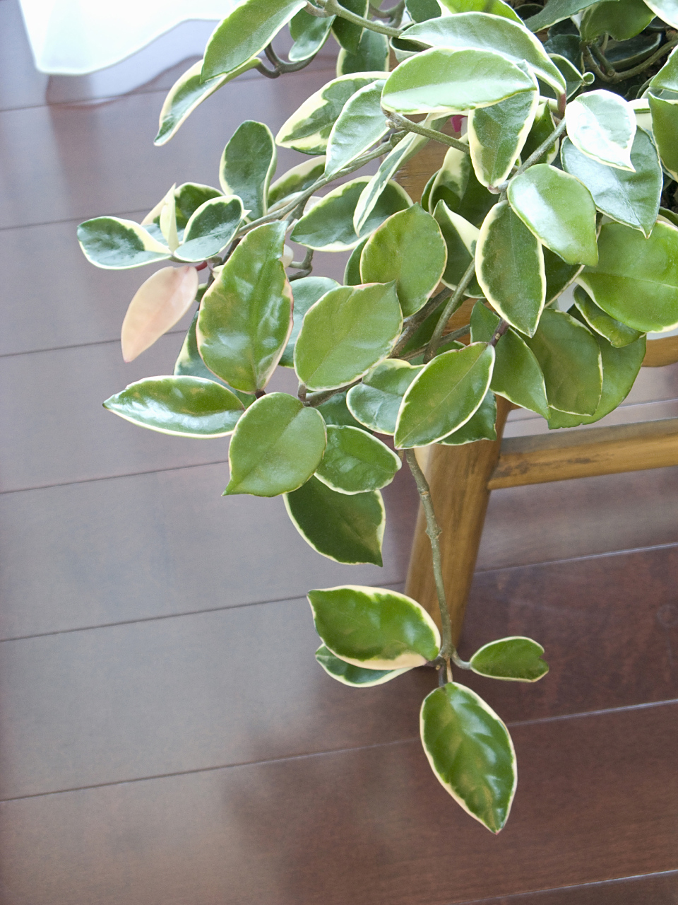 如果你的圆叶福禄桐(也称为黄花梨)的叶片边缘出现黄化,可能是由以下