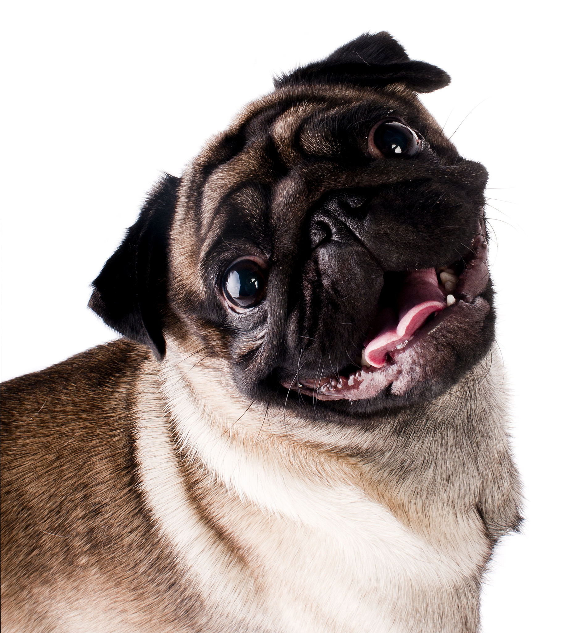巴哥犬眼睛凸出像两颗黑葡萄的水汪汪