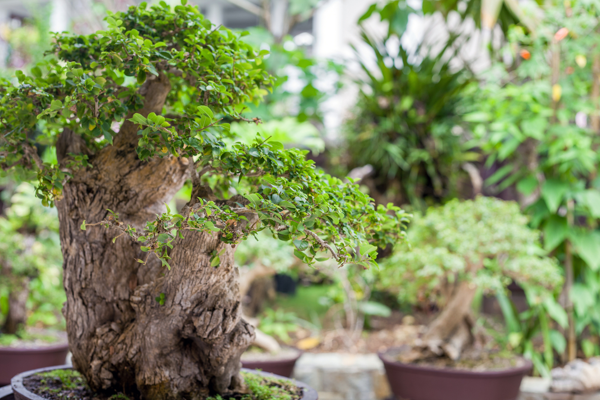 光照:海岛黄荆喜欢充足的阳光,因此放置在室外或室