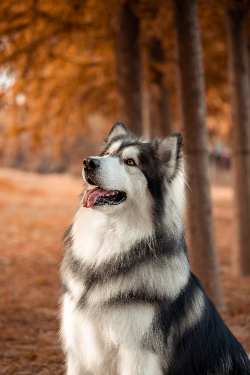 阿拉斯加犬壁纸图片