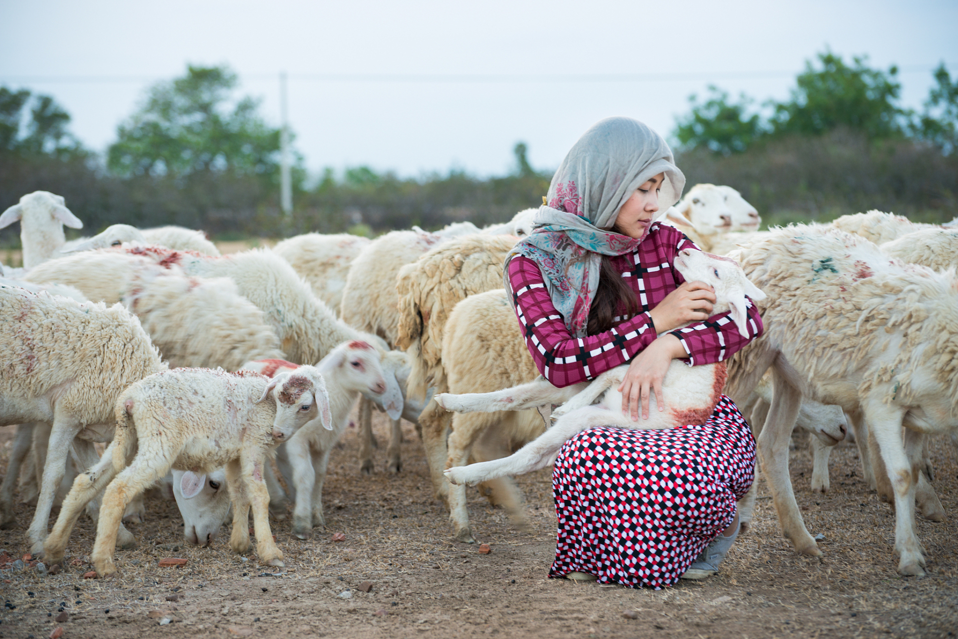 有一天,牧羊人决定把羊圈里的羊卖给屠夫,这个消息一传开,羊群立刻