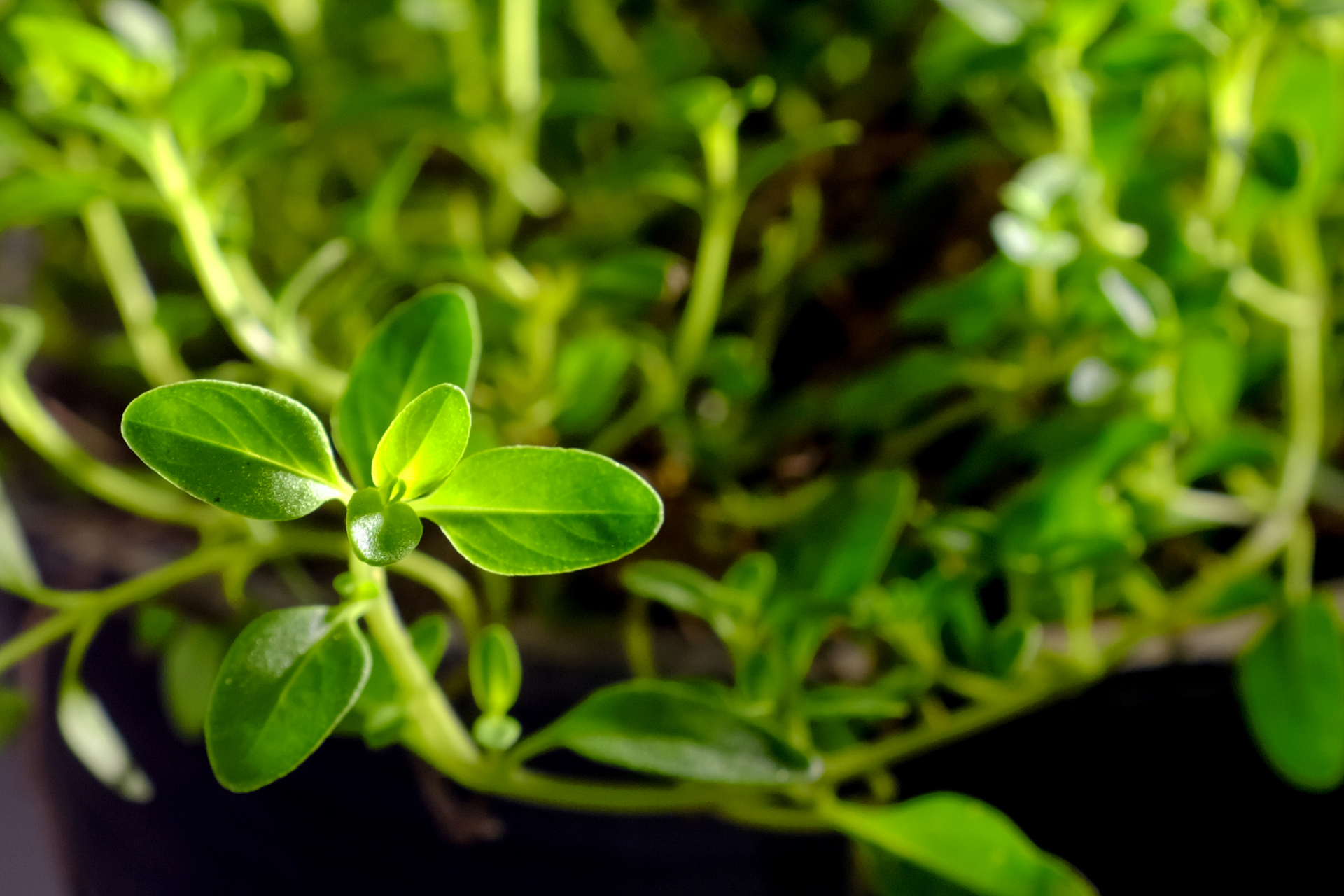 带状疱疹,用乡下一味常见的中药外敷,可以起到意想不到的效果!