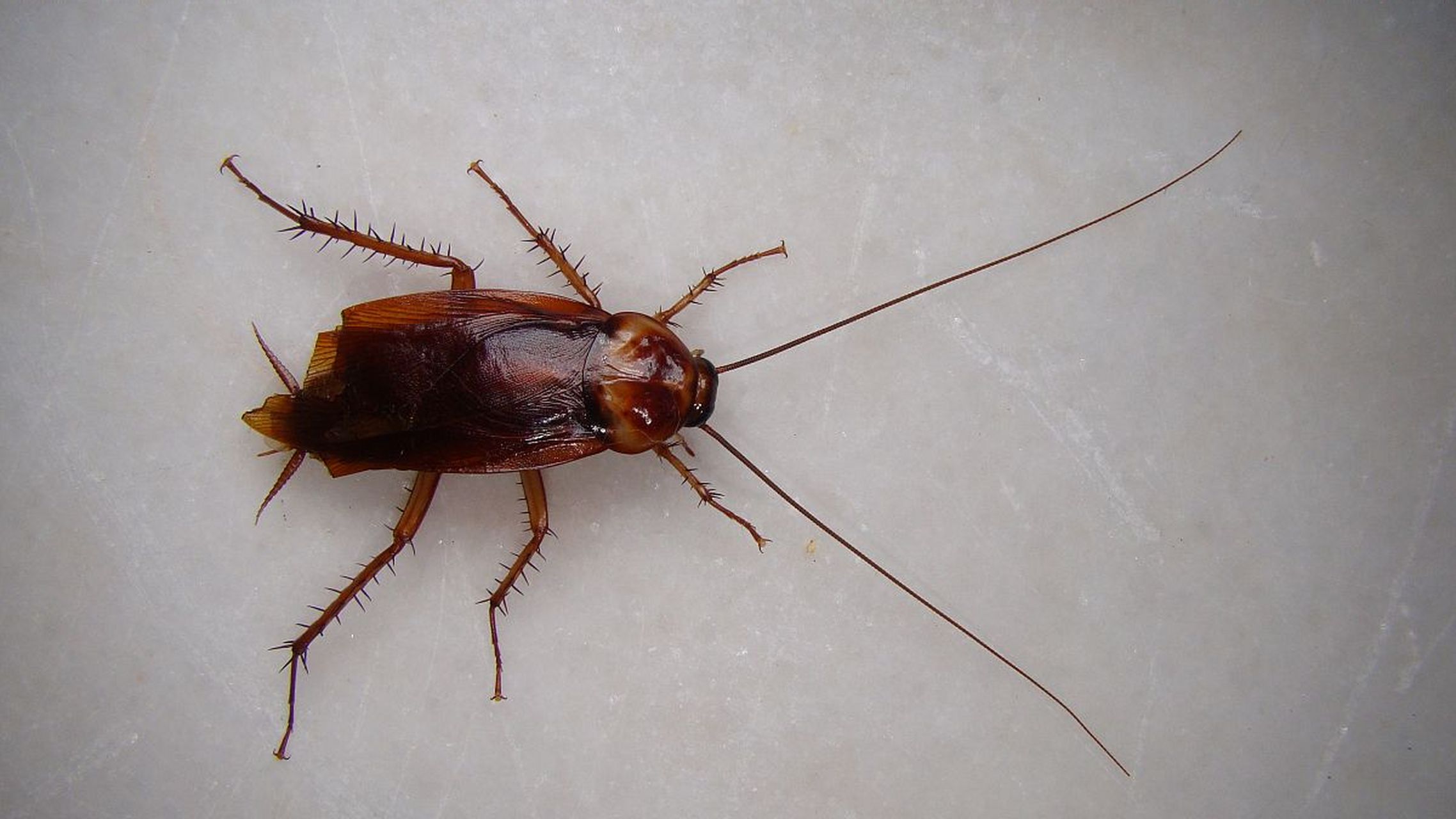 你绝对想不到,蟑螂竟然会飞?