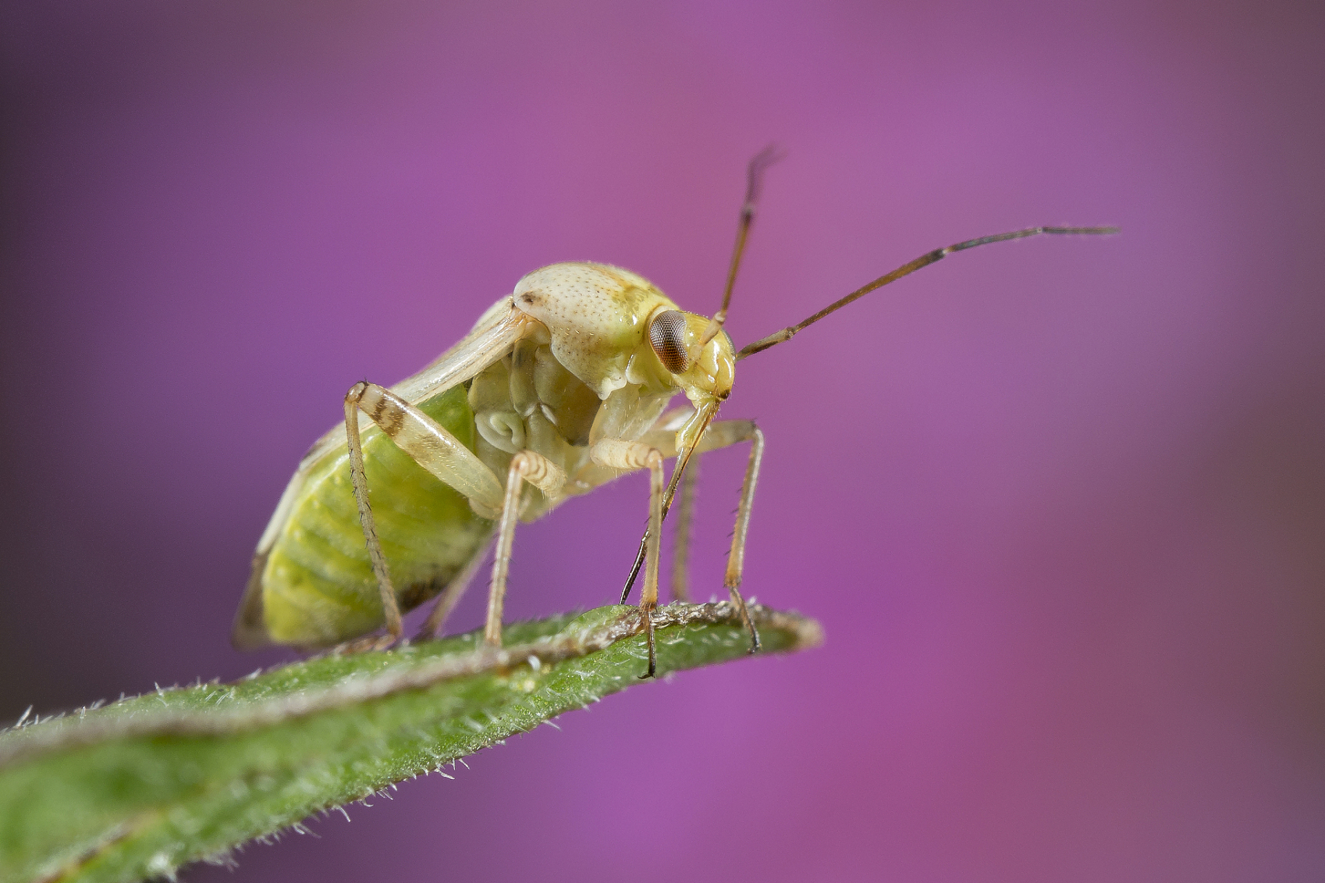 螽斯是一种具有重要生态价值的昆虫,具有直翅,丝状触角和多种体色.