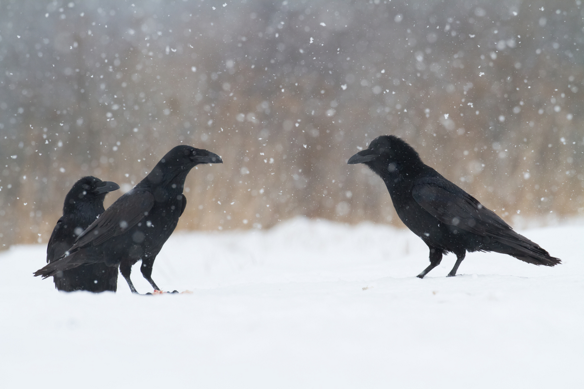 乌鸦是黑色精灵,具有独特的羽毛和聪明才智,受到人们的喜爱.