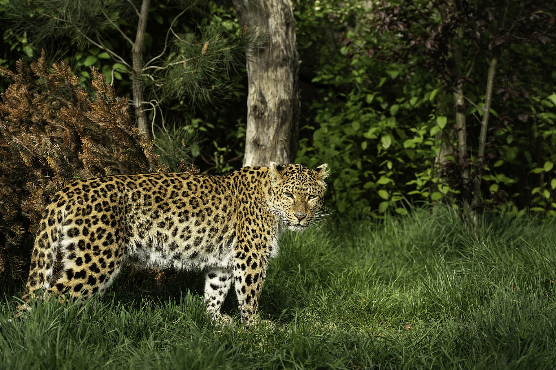 ,别名美洲虎,是生活在中南美洲的一种大型猫科