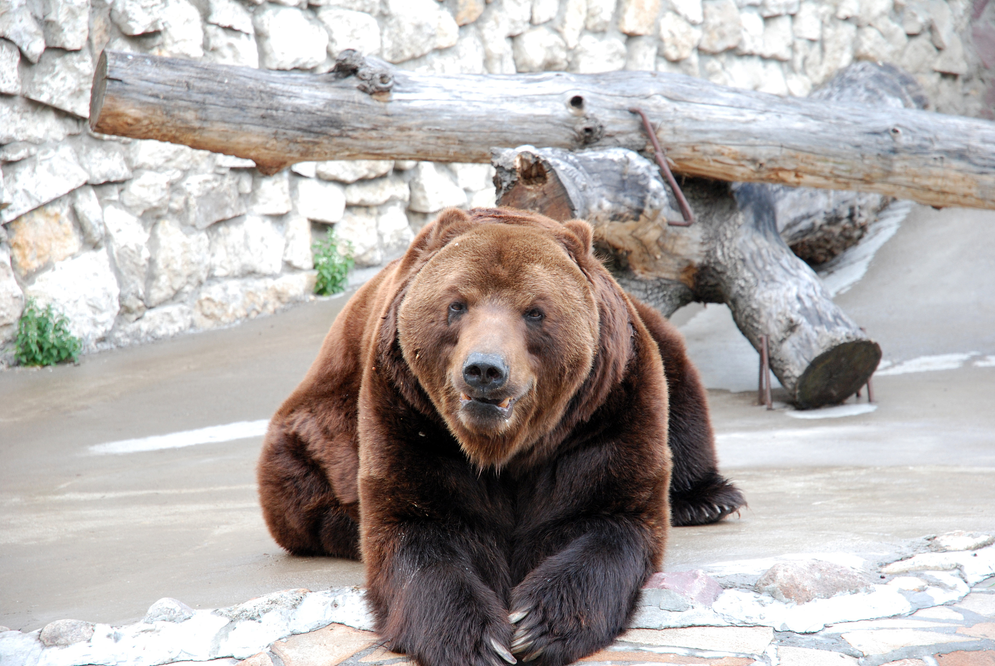 在钢筋水泥虎头熊图片下跪熊