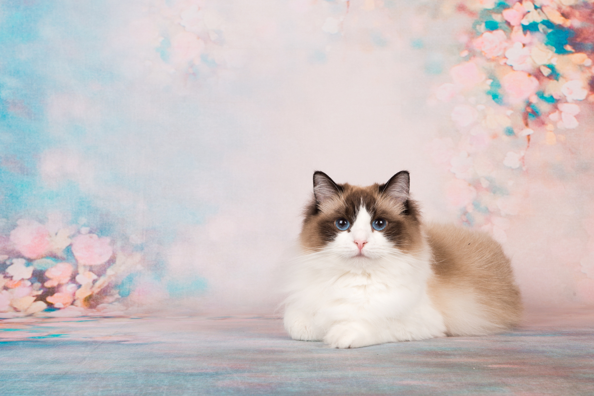 11566 外貌:首先布偶猫通常拥有华丽的长毛和圆润的身体,这些