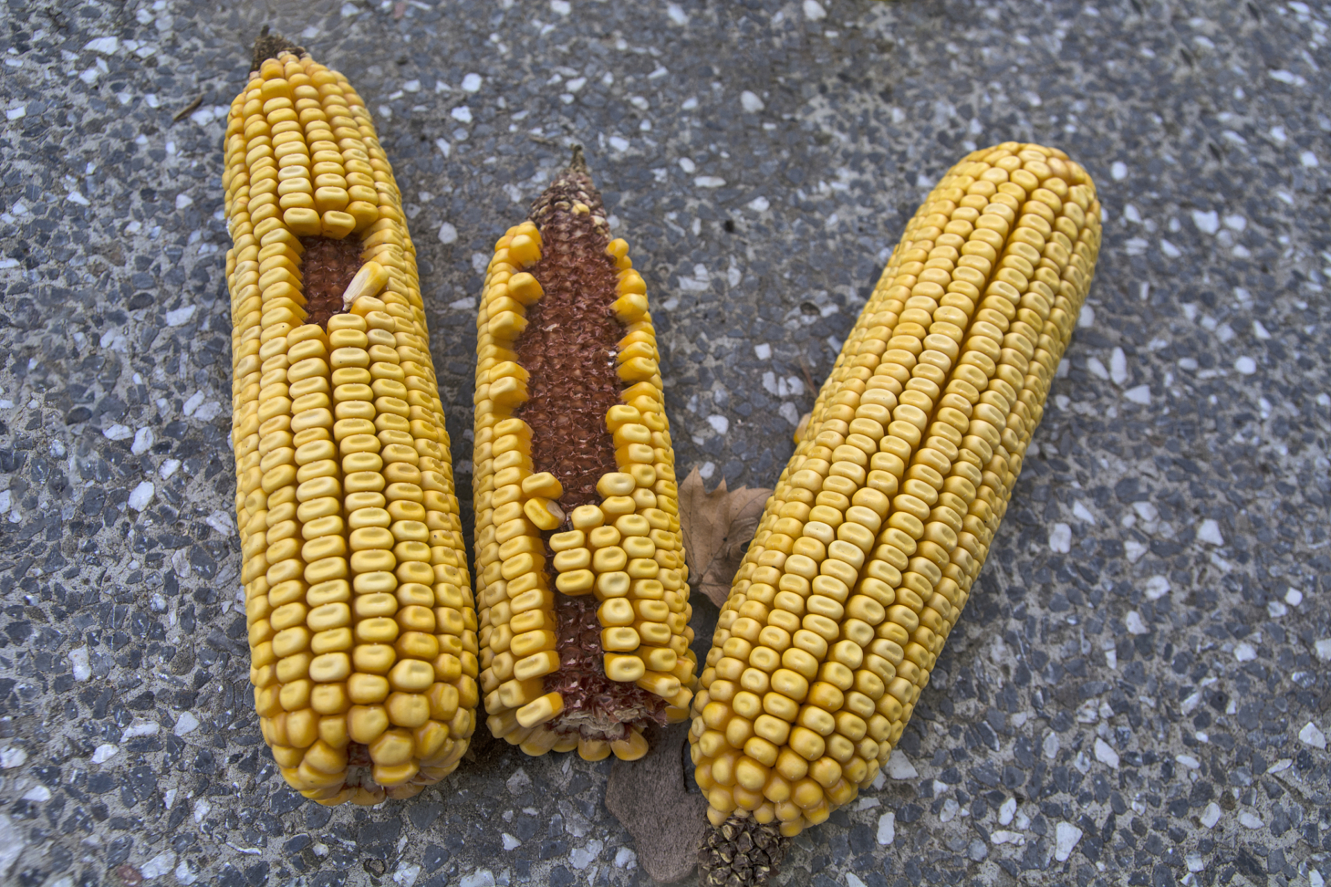 先玉1225玉米品种图片