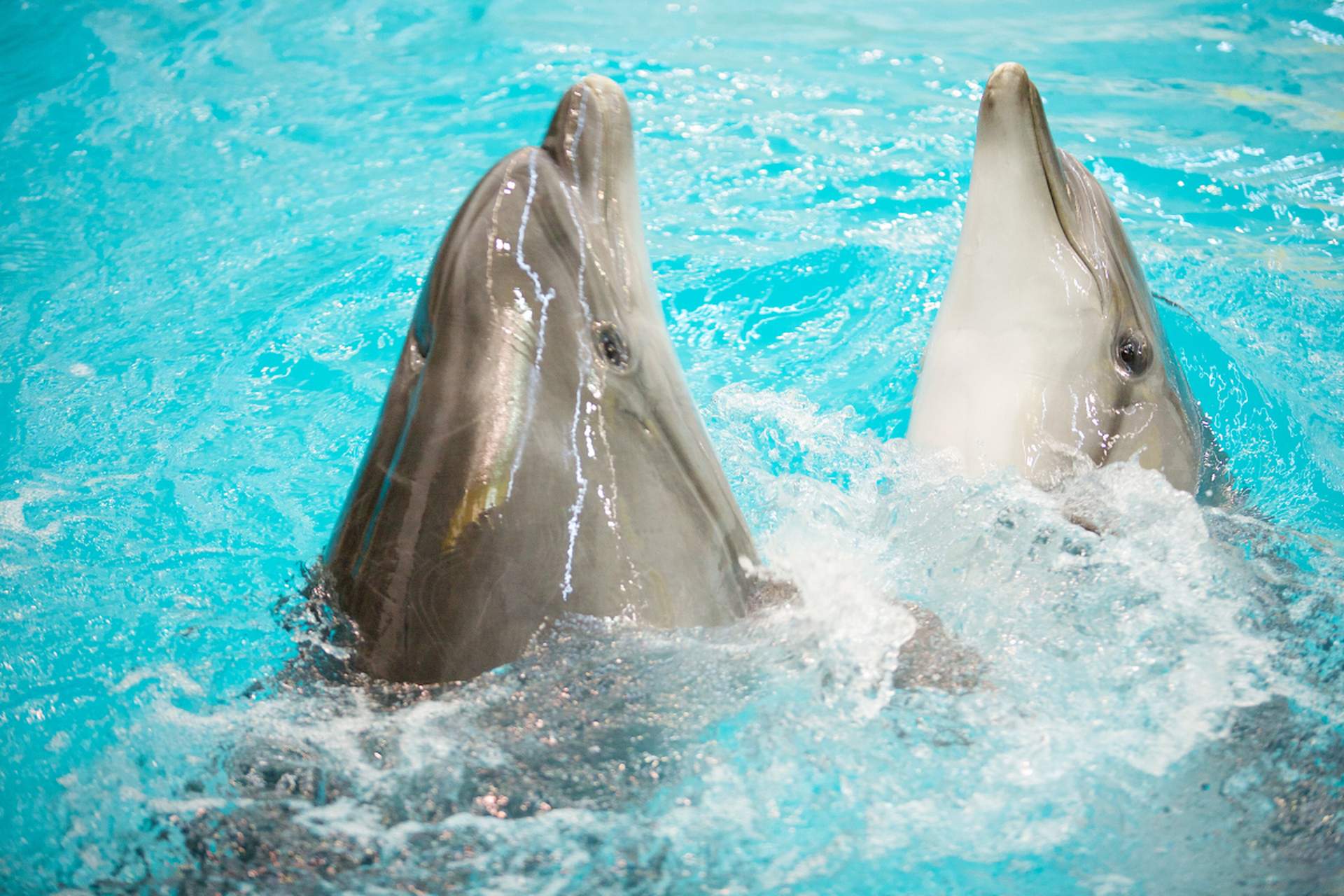 它还结识了海豚宝宝和海豚妈妈,一起游玩,并发现了海底的神秘宝藏.