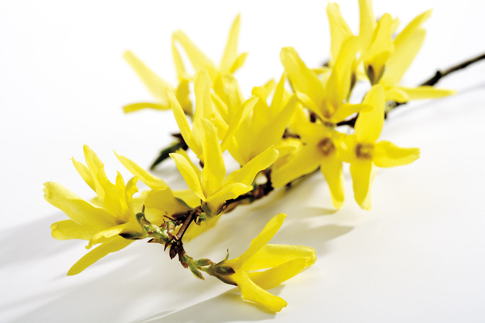 跳舞兰 生长习性与养殖技巧  你是否想过,如何让跳舞兰在家中生长得更