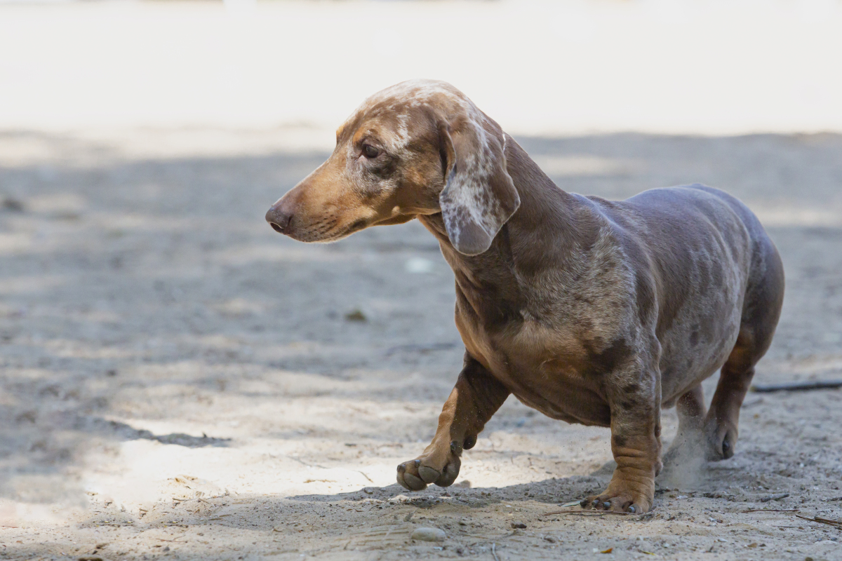 腊肠犬打猎兔子图片