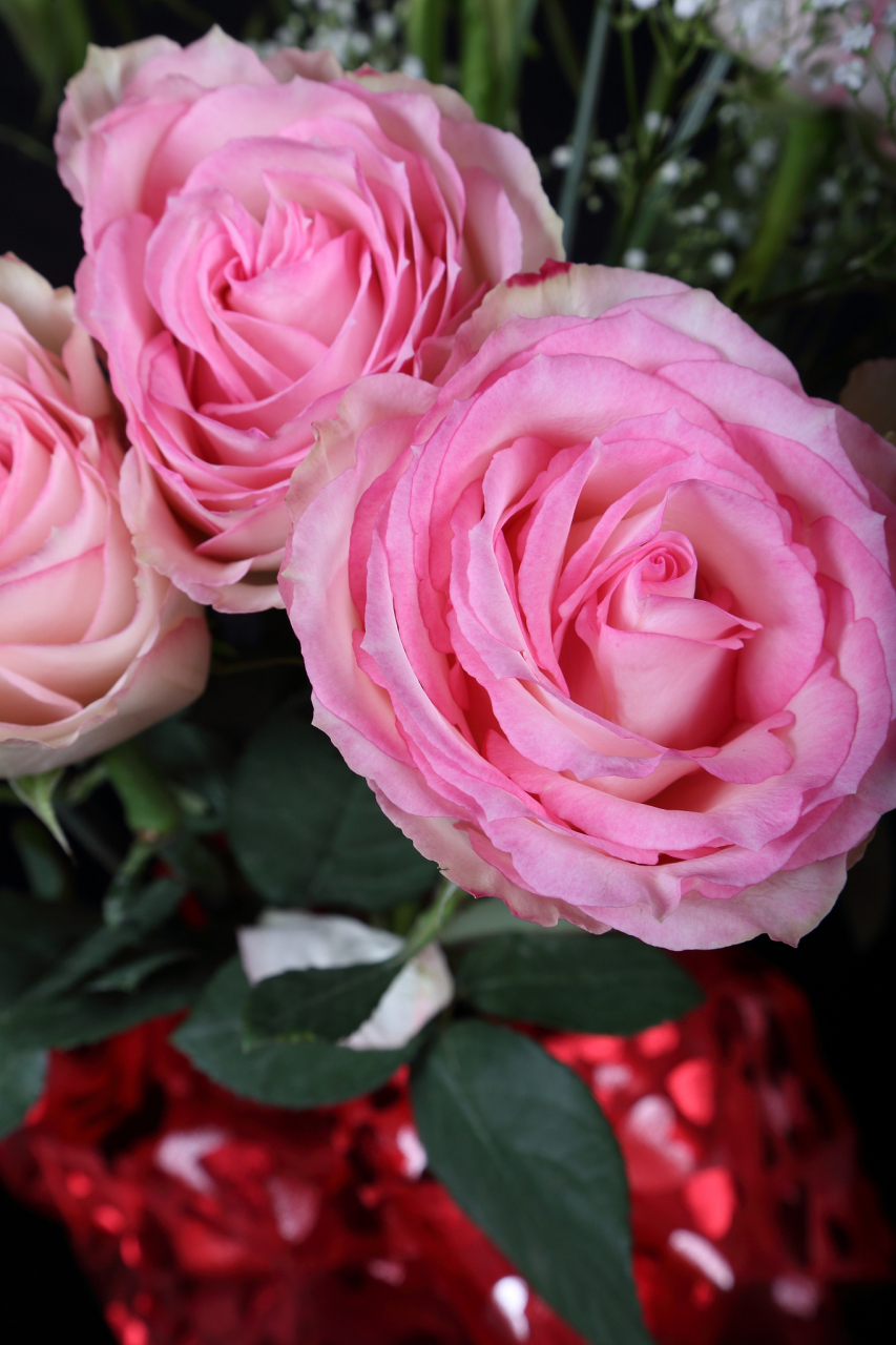 糖果雪山月季的优缺点  糖果雪山月季是一款备受推崇的切花月季,其