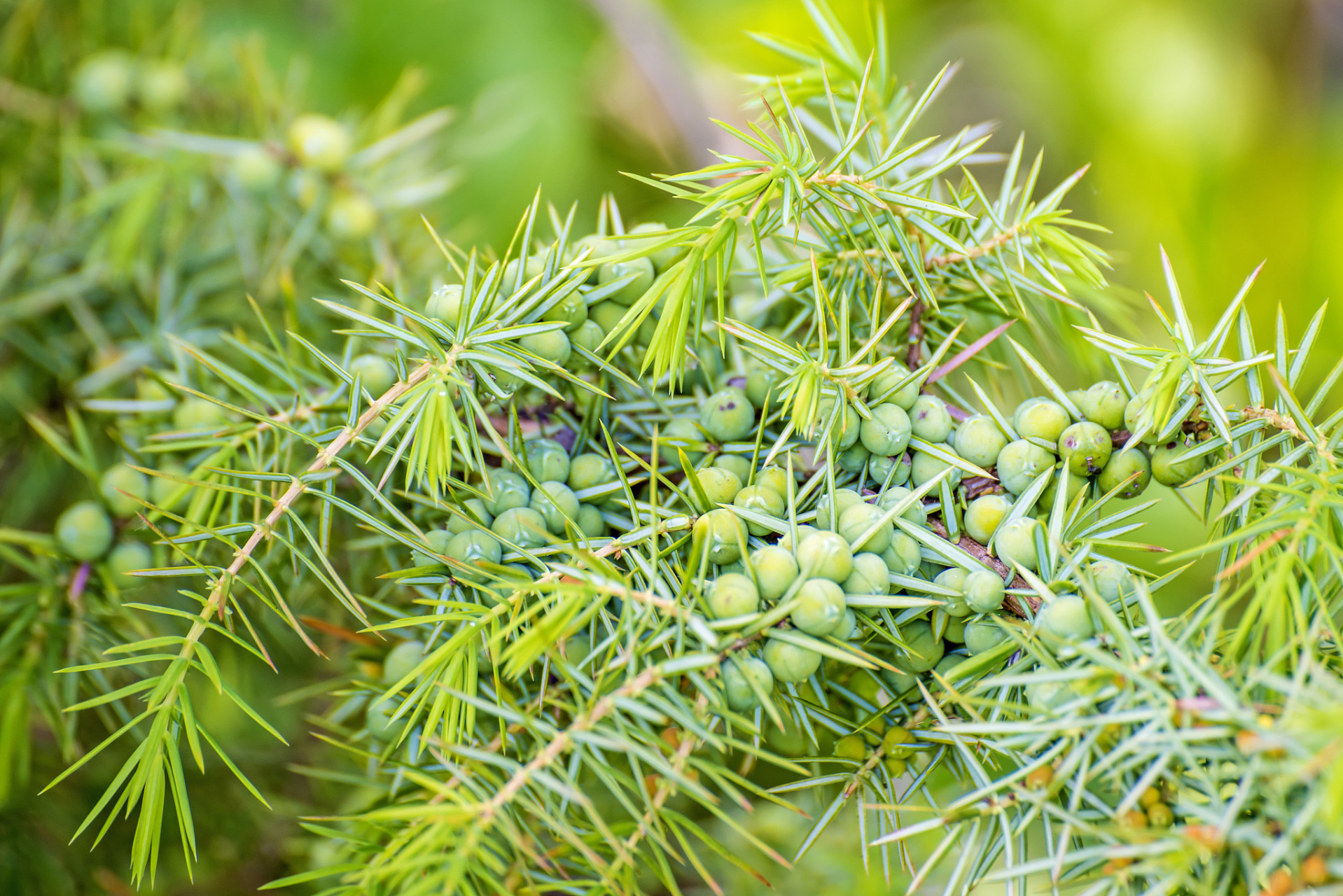 今天我们要来聊聊的是"香料系列——杜松子",让我们一起进入这个神秘