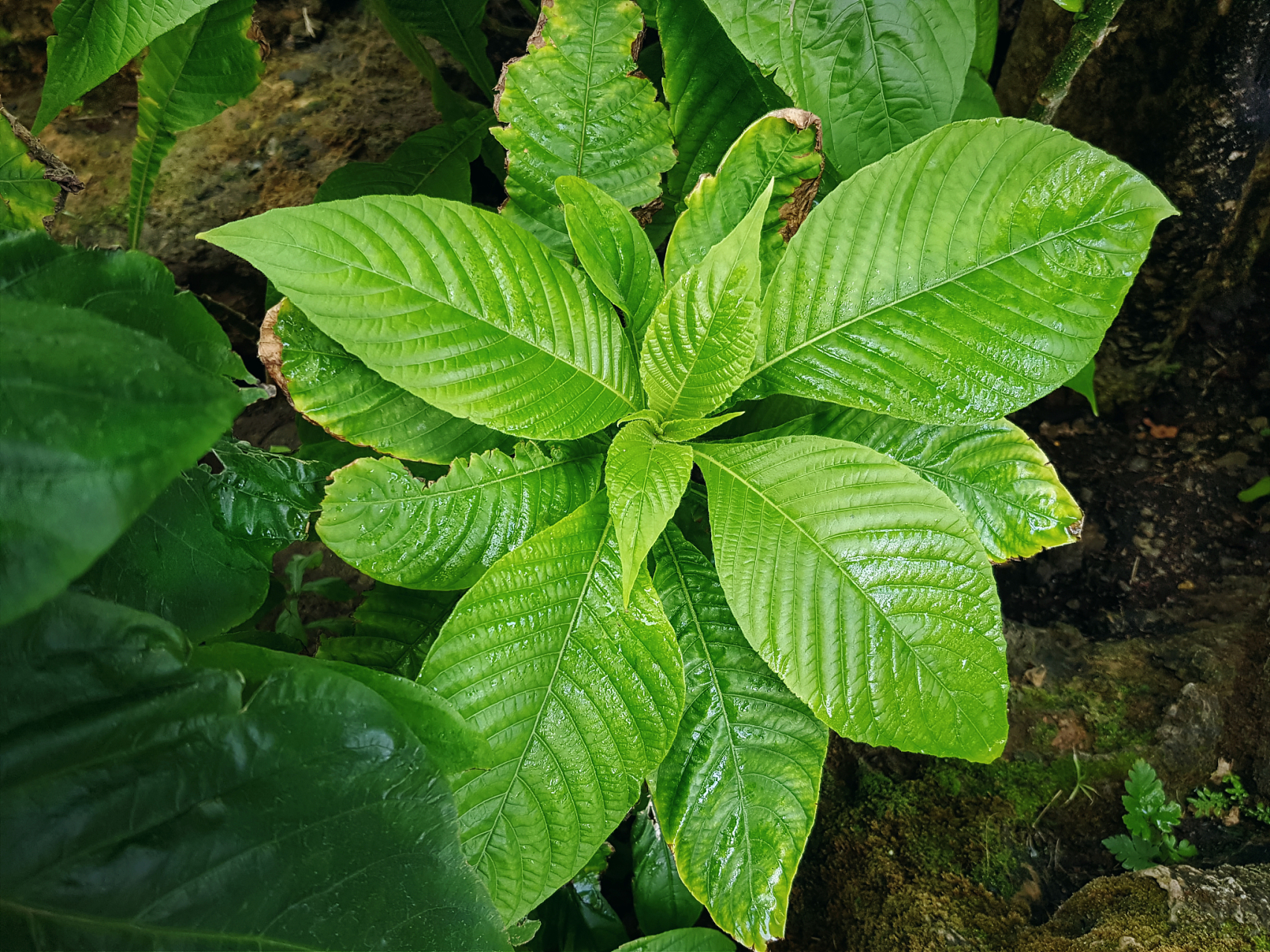 关于番泻叶,有这样一个故事:从前东山下住着姓田的两口子,他们没有