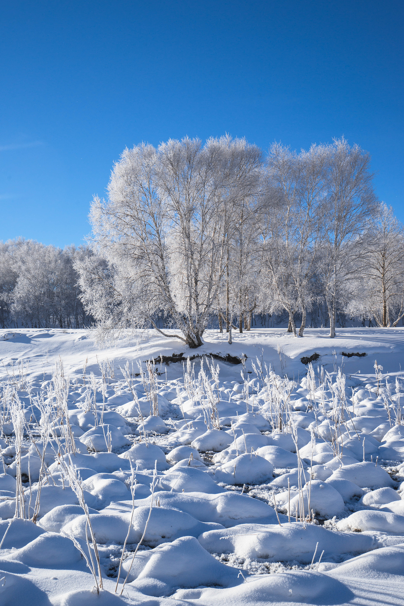 两所高校共用一扇校门,校门下的雪景美如画