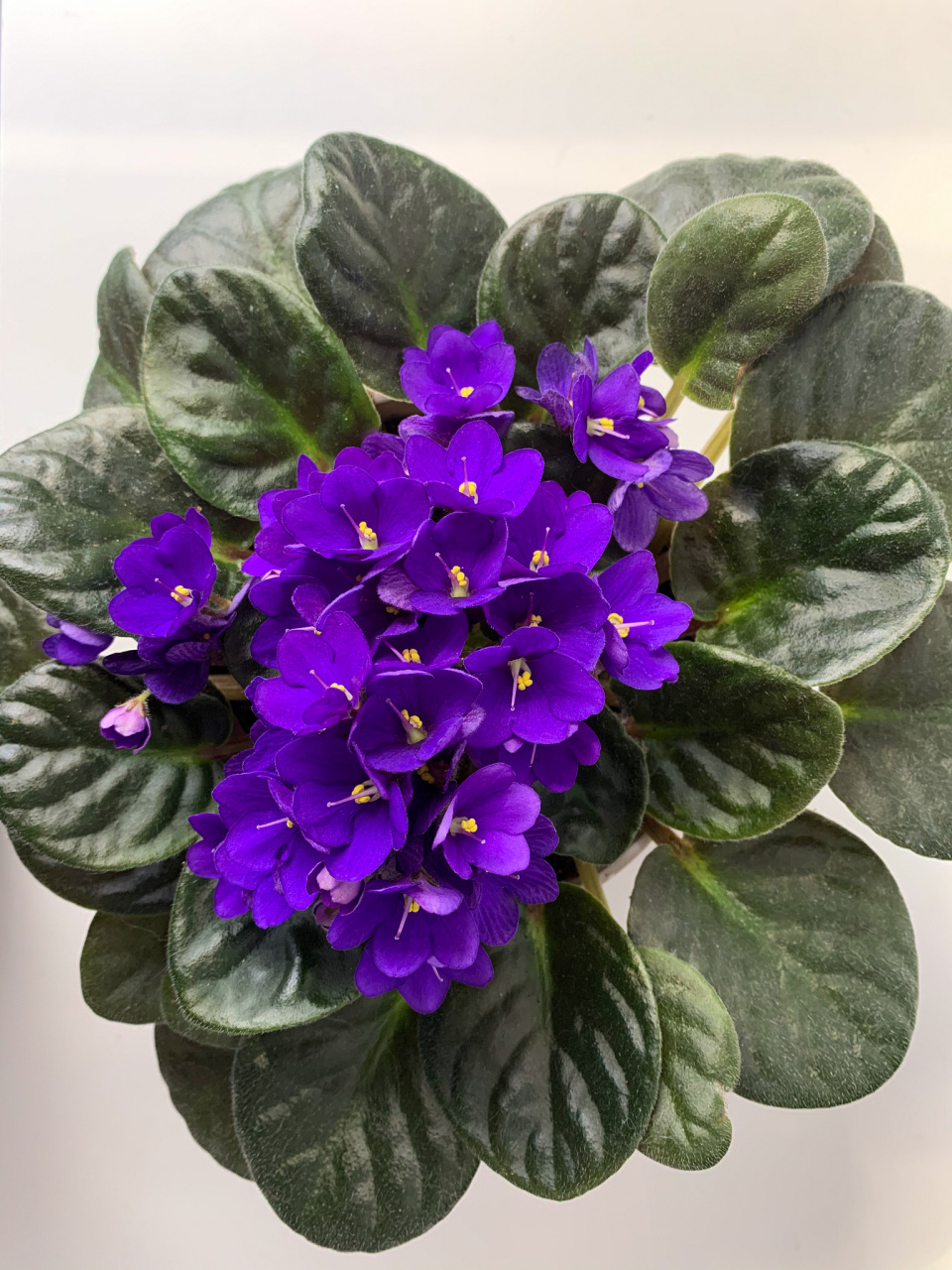 怎样养好室内盆栽紫罗兰?