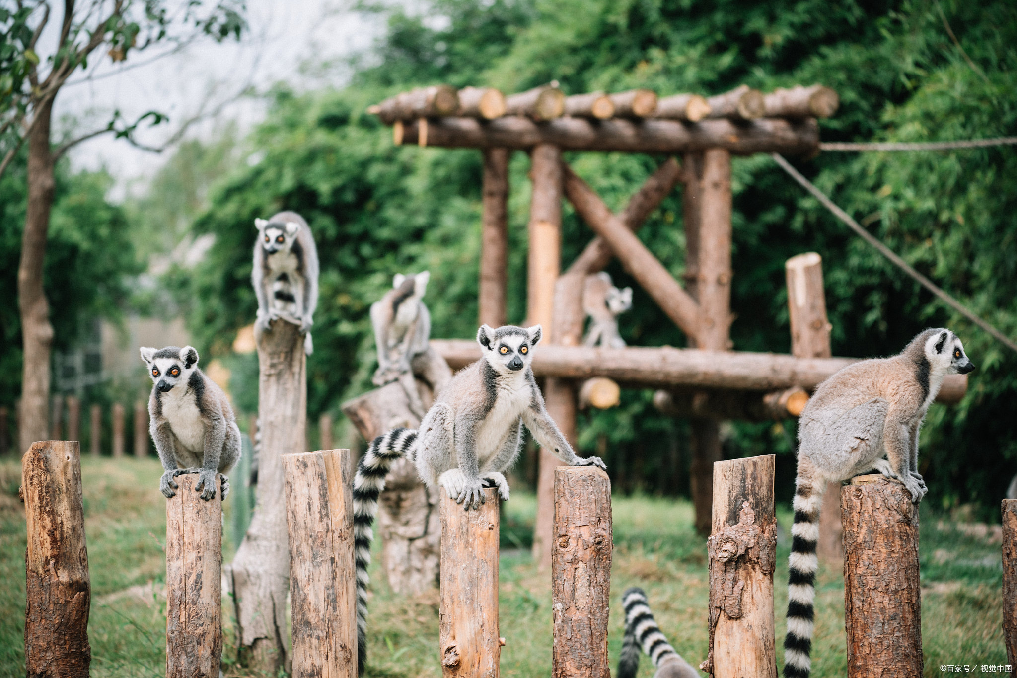 日本广岛安佐动物公园!看动物自由生活,体验与自然的亲密接触!