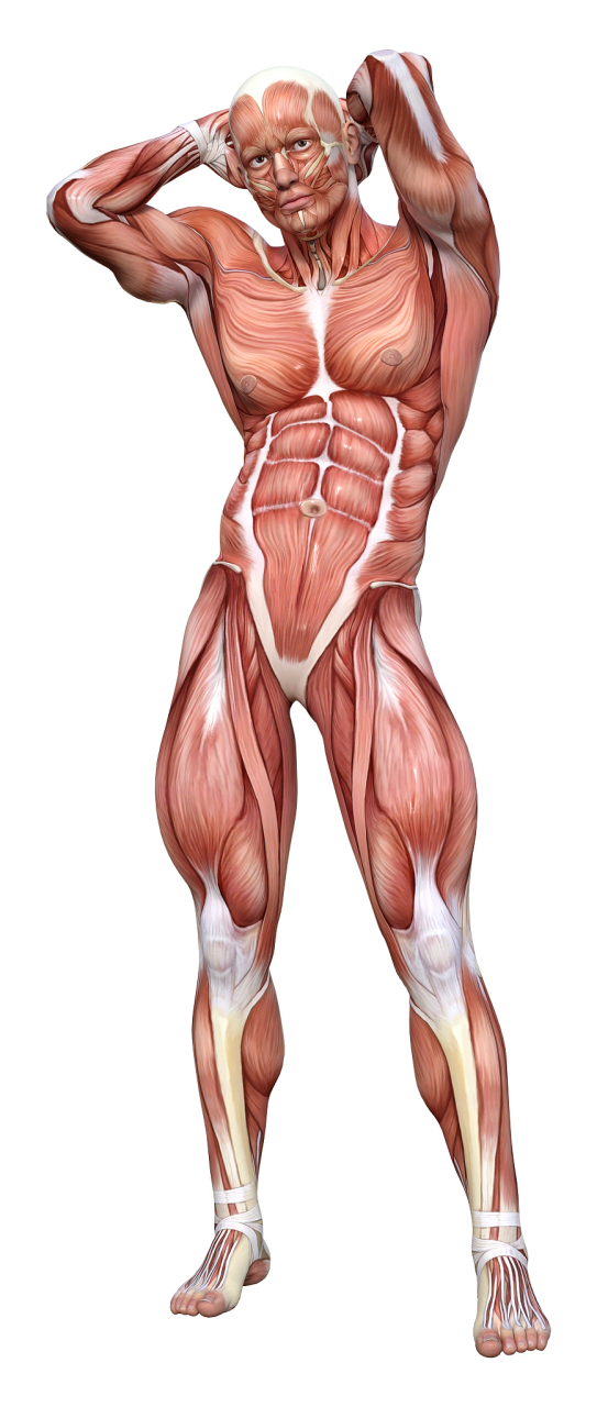 肌肉生长是通过肌肉蛋白质的合成实现的,需要充足的营养物质和适当的