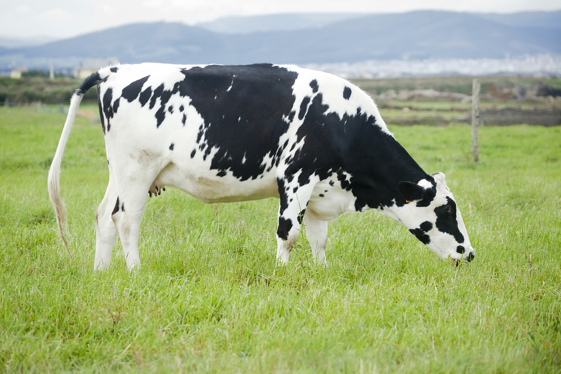 虽然奶牛的角相对较小,但仍然是有效的防御武器