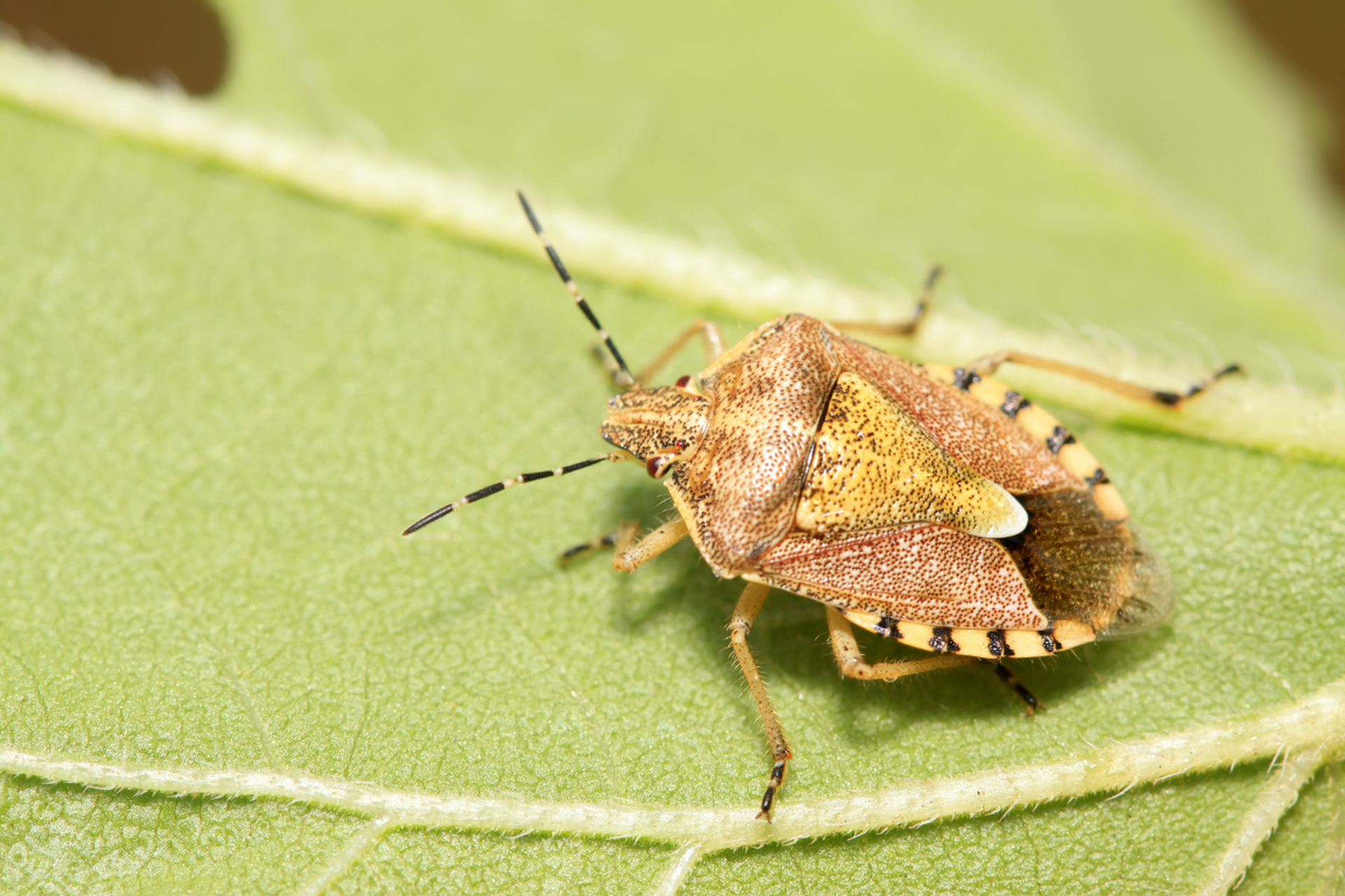 臭虫之所以有气味是因为其特殊腺体分泌含有特殊化学物质的液体,与