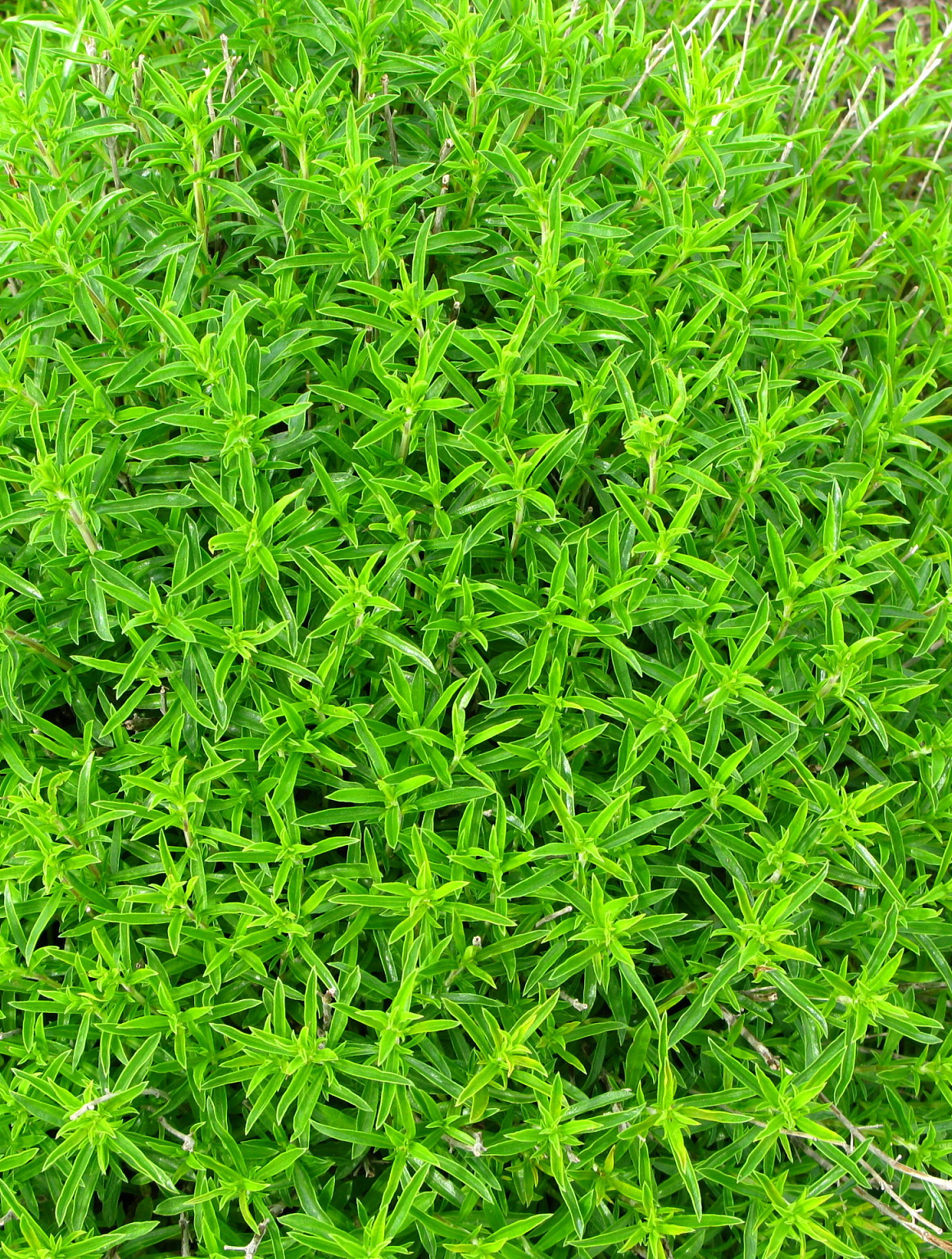 这草可不简单!高度20-50厘米,但它受环境,土壤和养分多重影响.