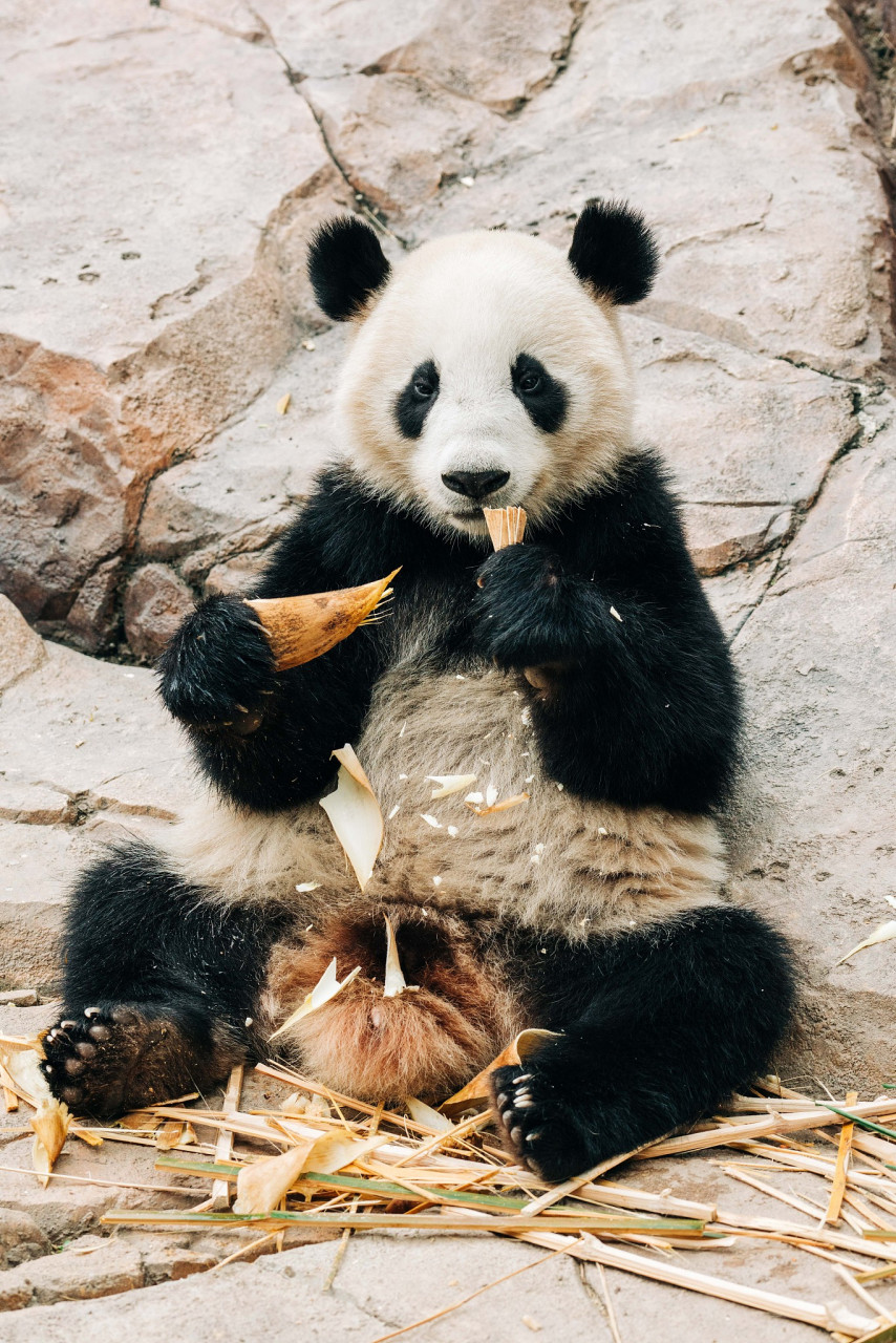 法国卷毛熊猫图片