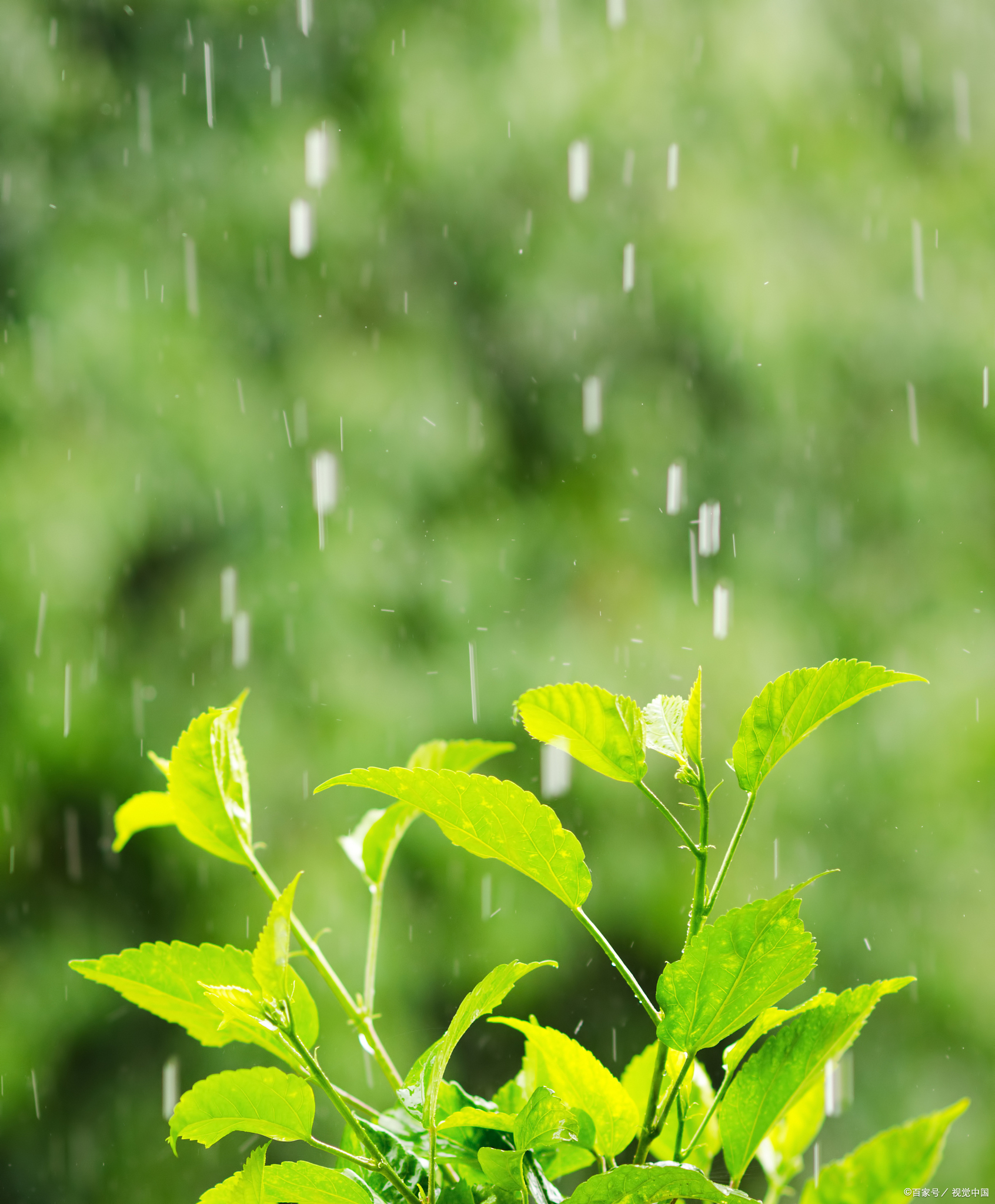 夏天下雨天的图片唯美图片