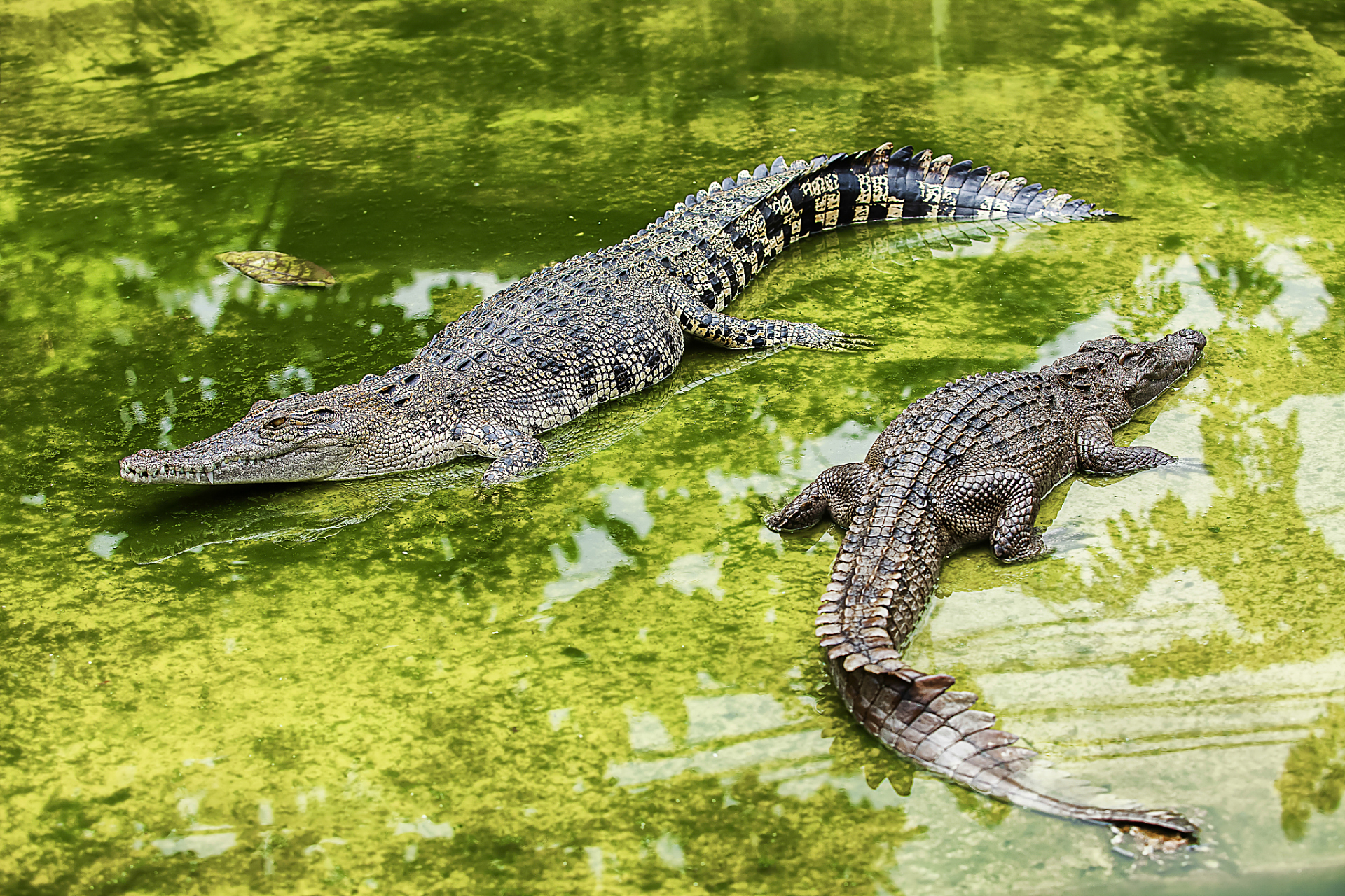 看到新闻说男子跳鳄鱼池帮女子捡手机险被咬!