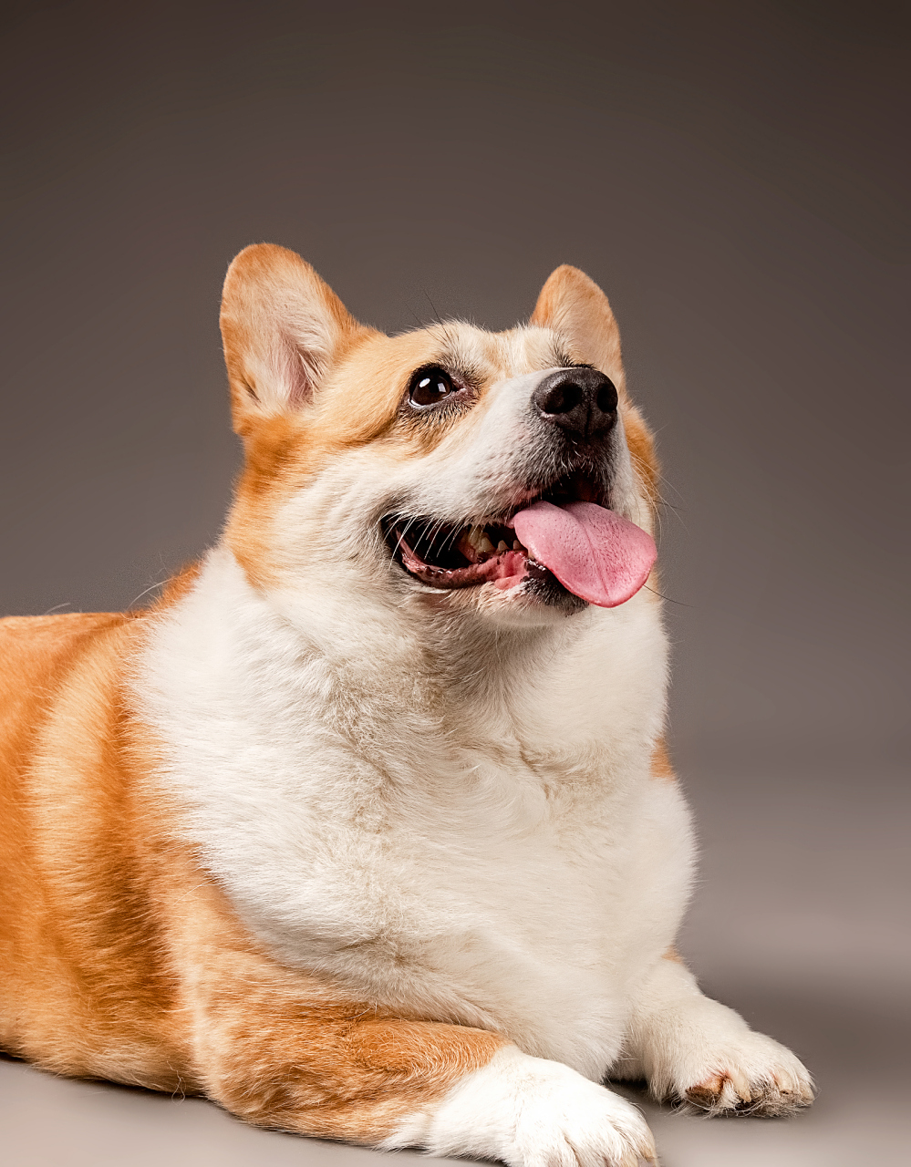 留心小动物,梦境启示或灵性工具指引你找到它!