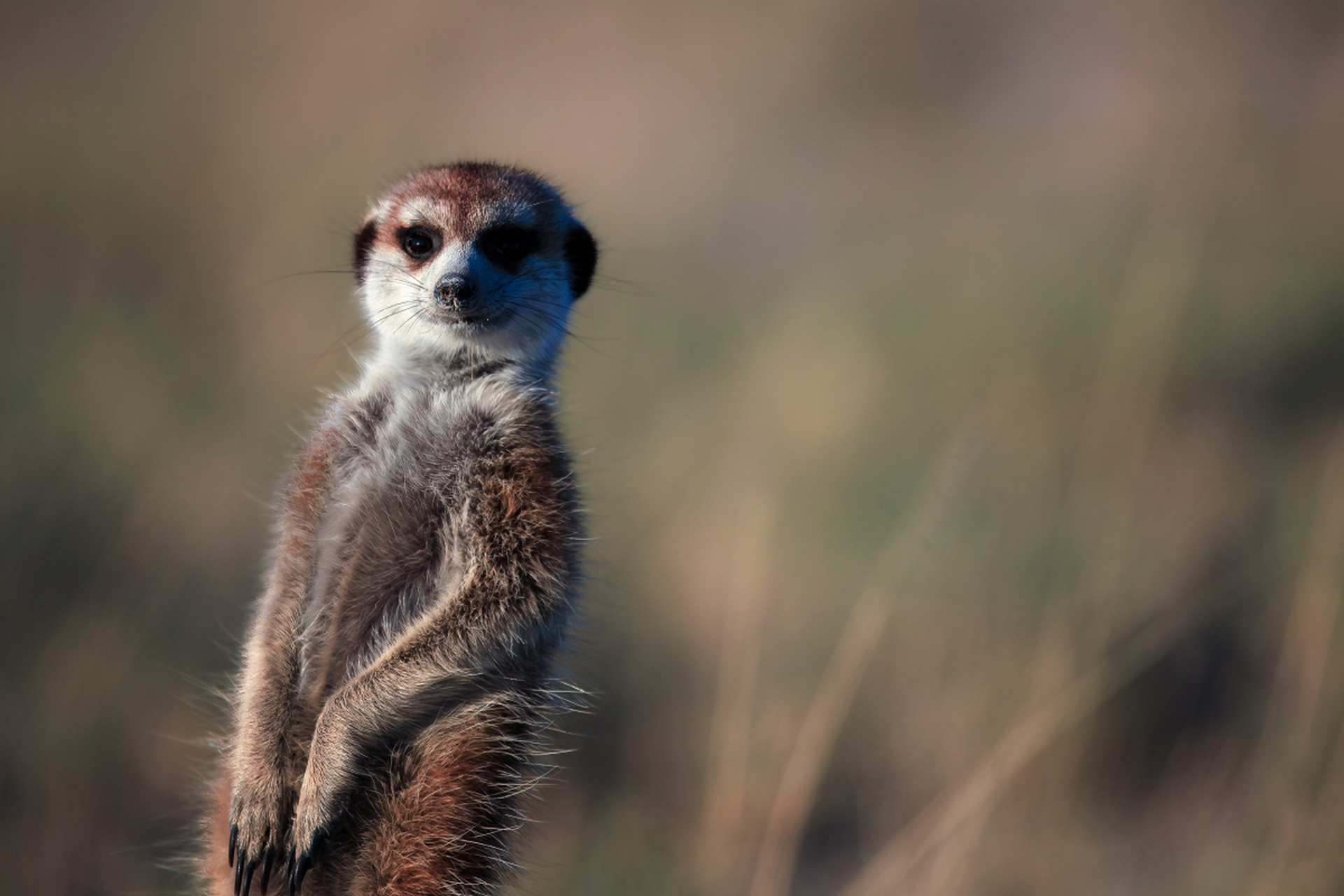 武汉野生动物王国将于2024年2月27日起恢复开园,每日开放时间为上午9