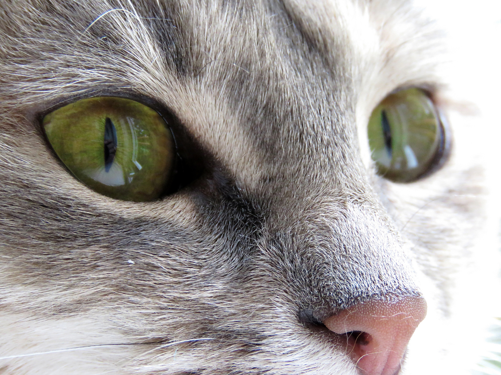 猫眼充满神秘和诱惑,形状如同杏仁,瞳孔灵活调节以适应光线变化.