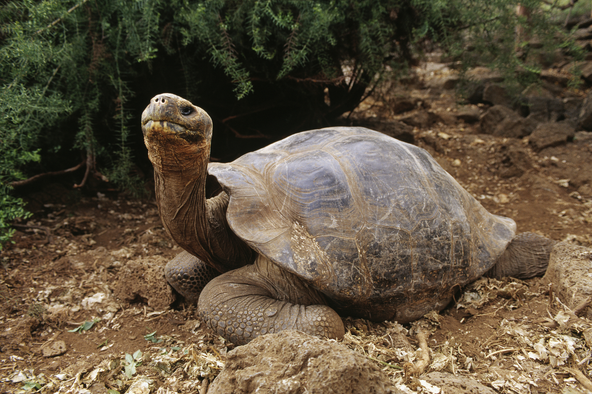 【养一只红腿陆龟判多久】 红腿陆龟属于华盛顿公约cites 附录2里的