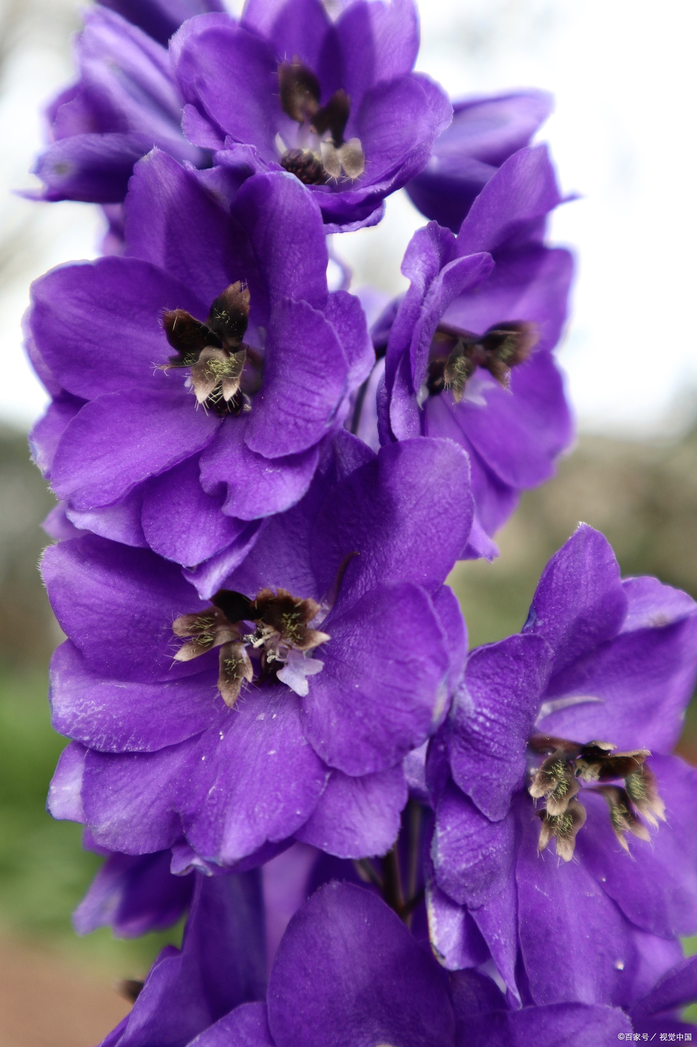 紫罗兰花语:神秘而深情的倾诉