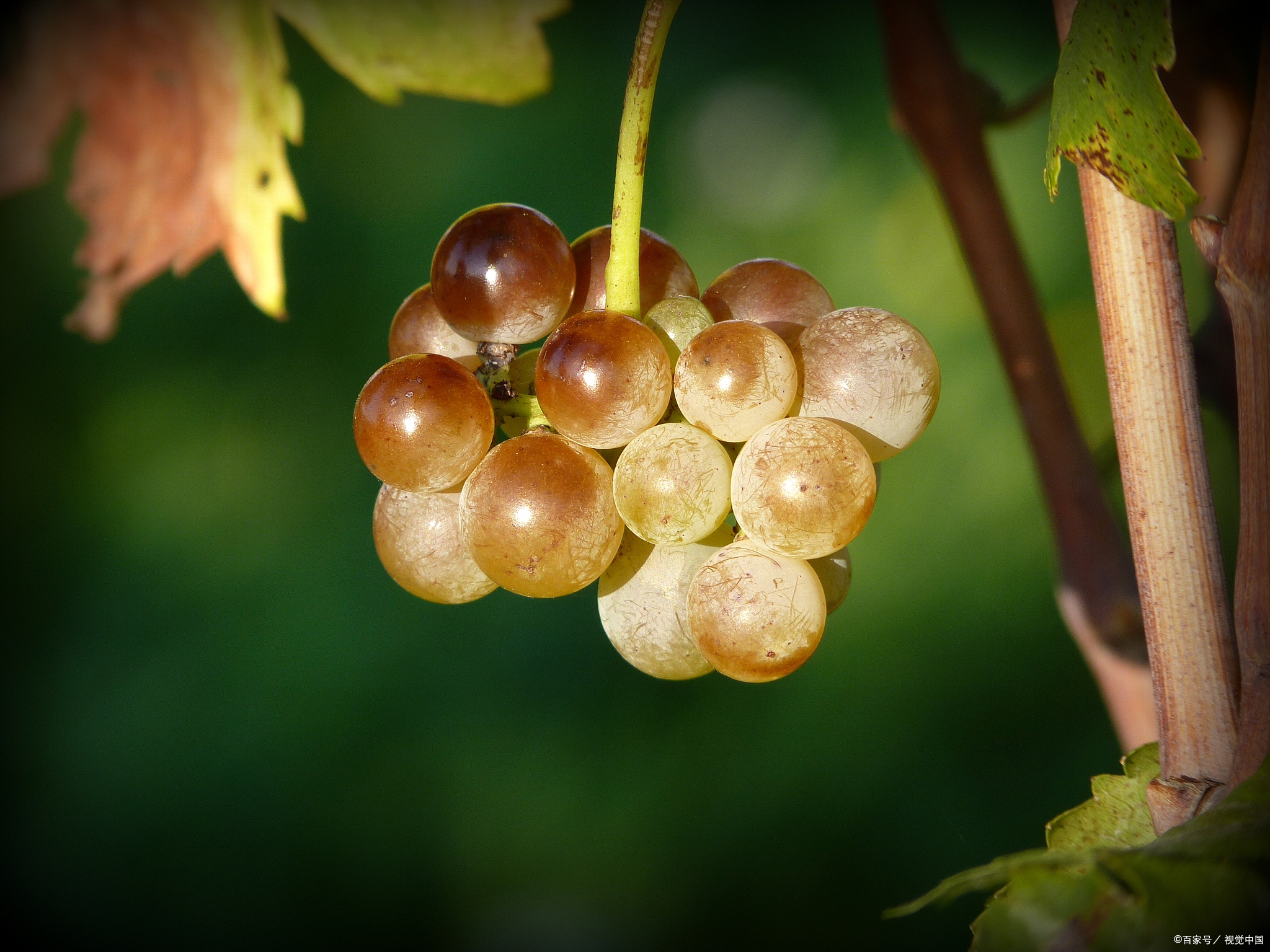 葡萄是很多人都爱吃的水果,但你知道怎么洗才干净吗?