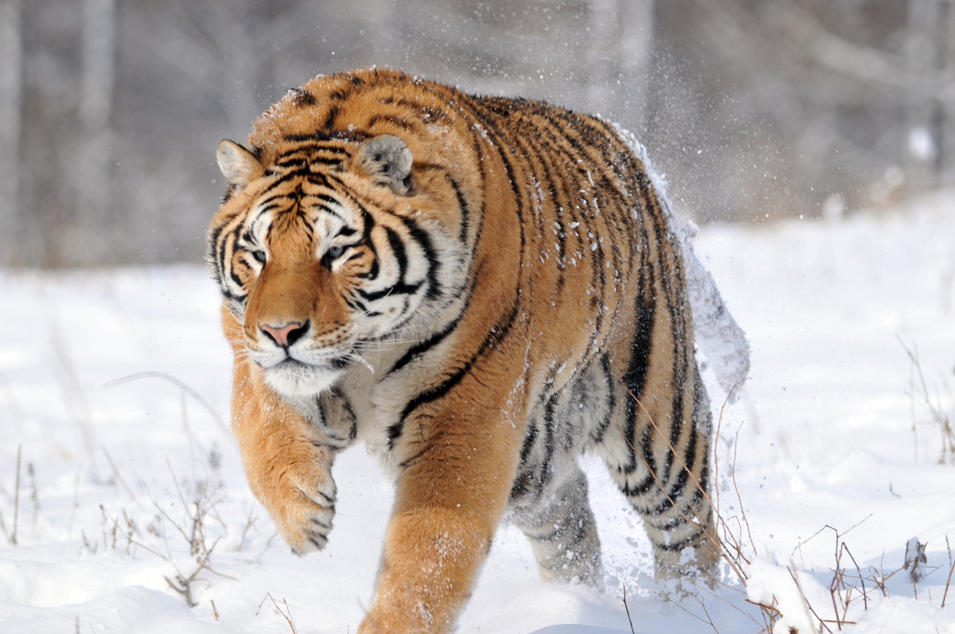 龙江虎林市发现多只野生东北虎,当地政府紧急发布安全提示  近日
