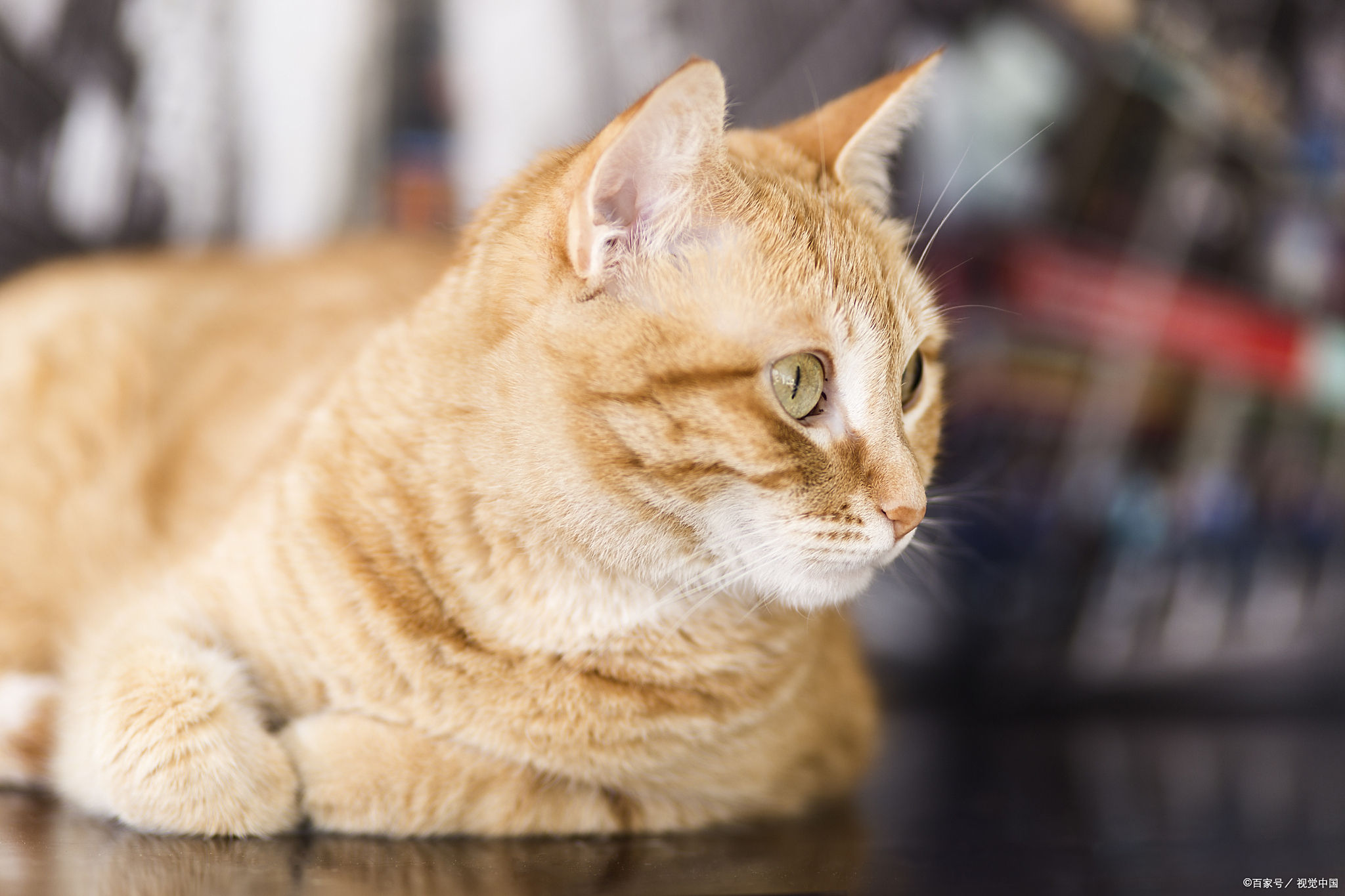 橘猫为什么不建议养?